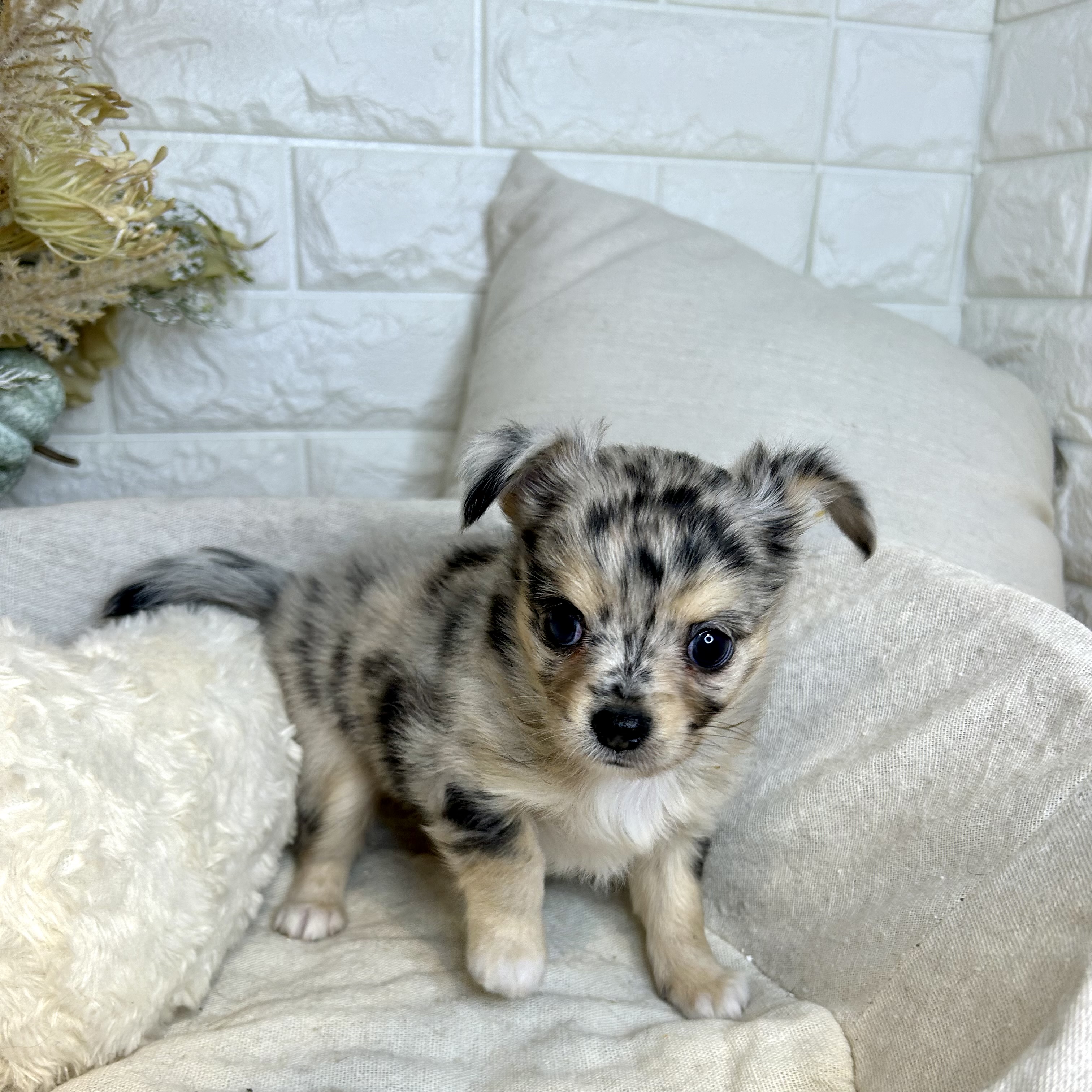 東京都のチワワ(ロング) (犬の家＆猫の里新宿店/2025年8月5日生まれ/男の子/ブルーマール)の子犬の3枚目の画像