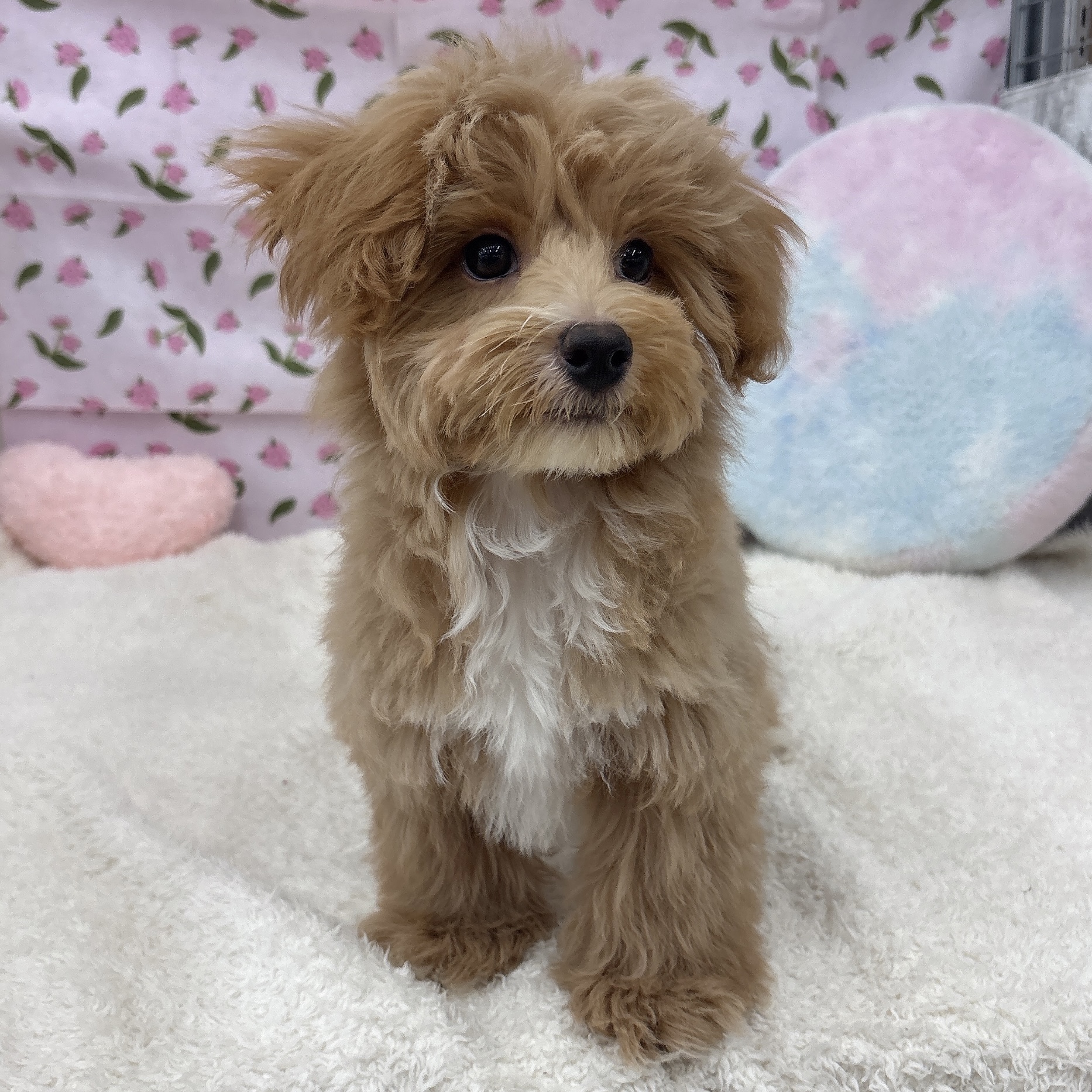 愛知県のマルプー(マルチーズ×プードル) (犬の家＆猫の里エアポートウォーク店/2026年4月8日生まれ/男の子/アプリコットホワイト)の子犬の3枚目の画像