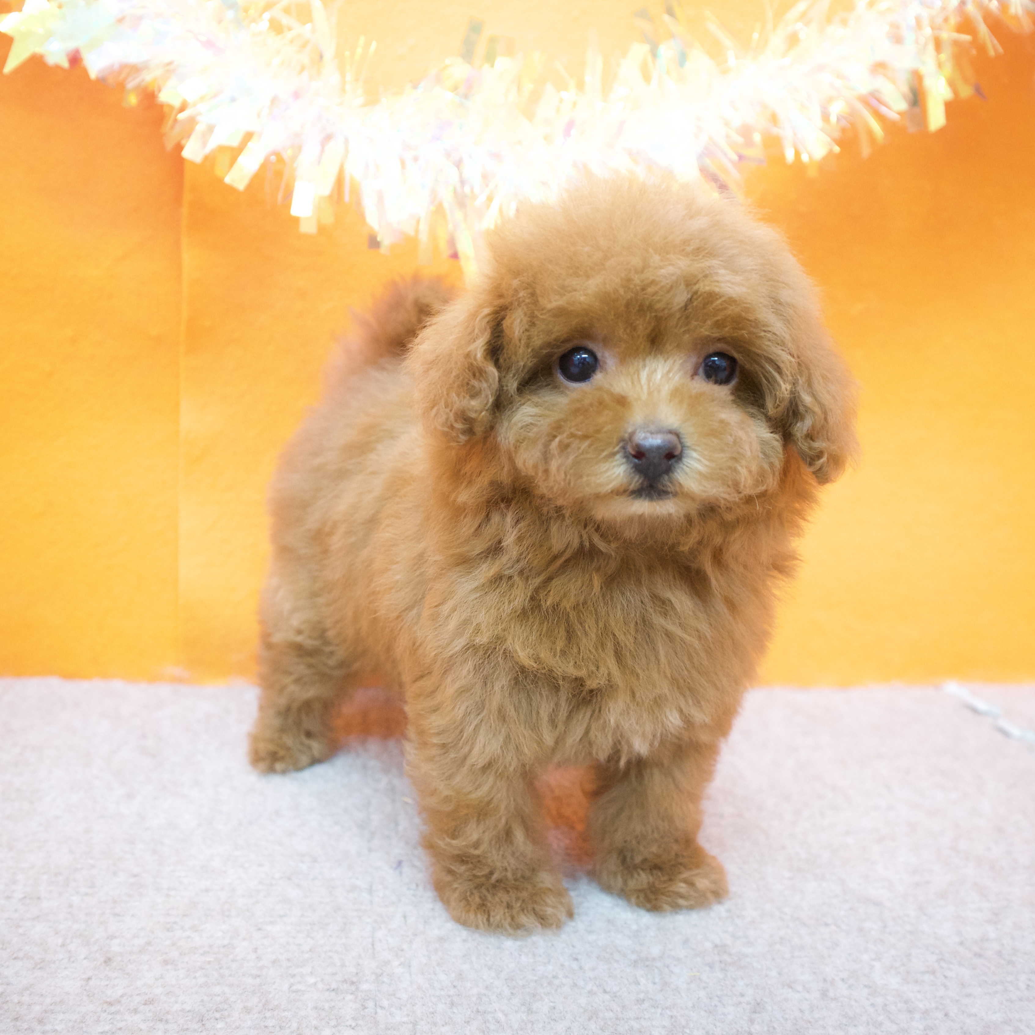 大阪府のトイプードル(タイニー) (犬の家＆猫の里吹田店/2025年9月20日生まれ/女の子/レッド)の子犬の3枚目の画像