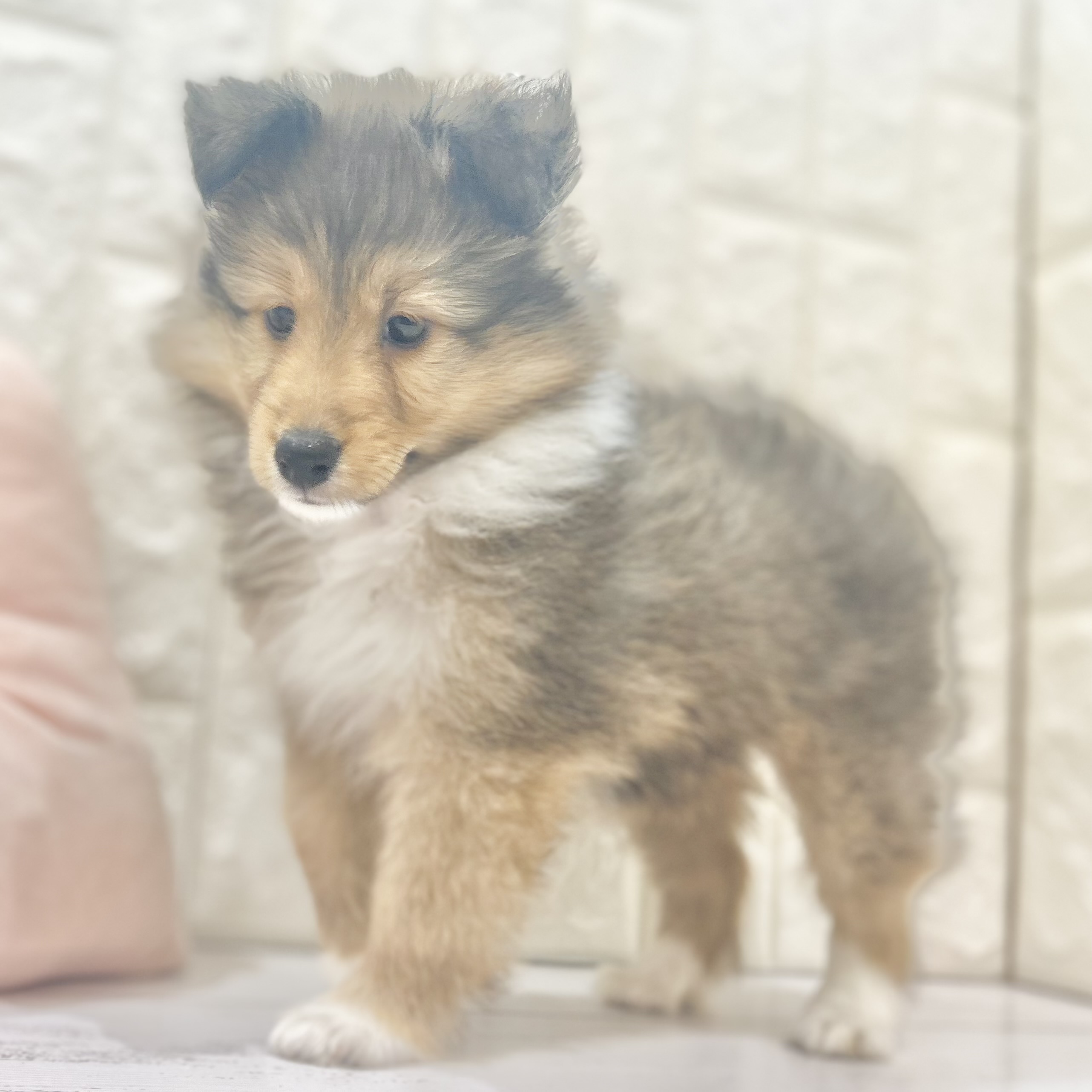 岡山県のシェットランドシープドッグ (犬の家＆猫の里倉敷店/2025年7月24日生まれ/女の子/セーブルホワイト)の子犬の3枚目の画像
