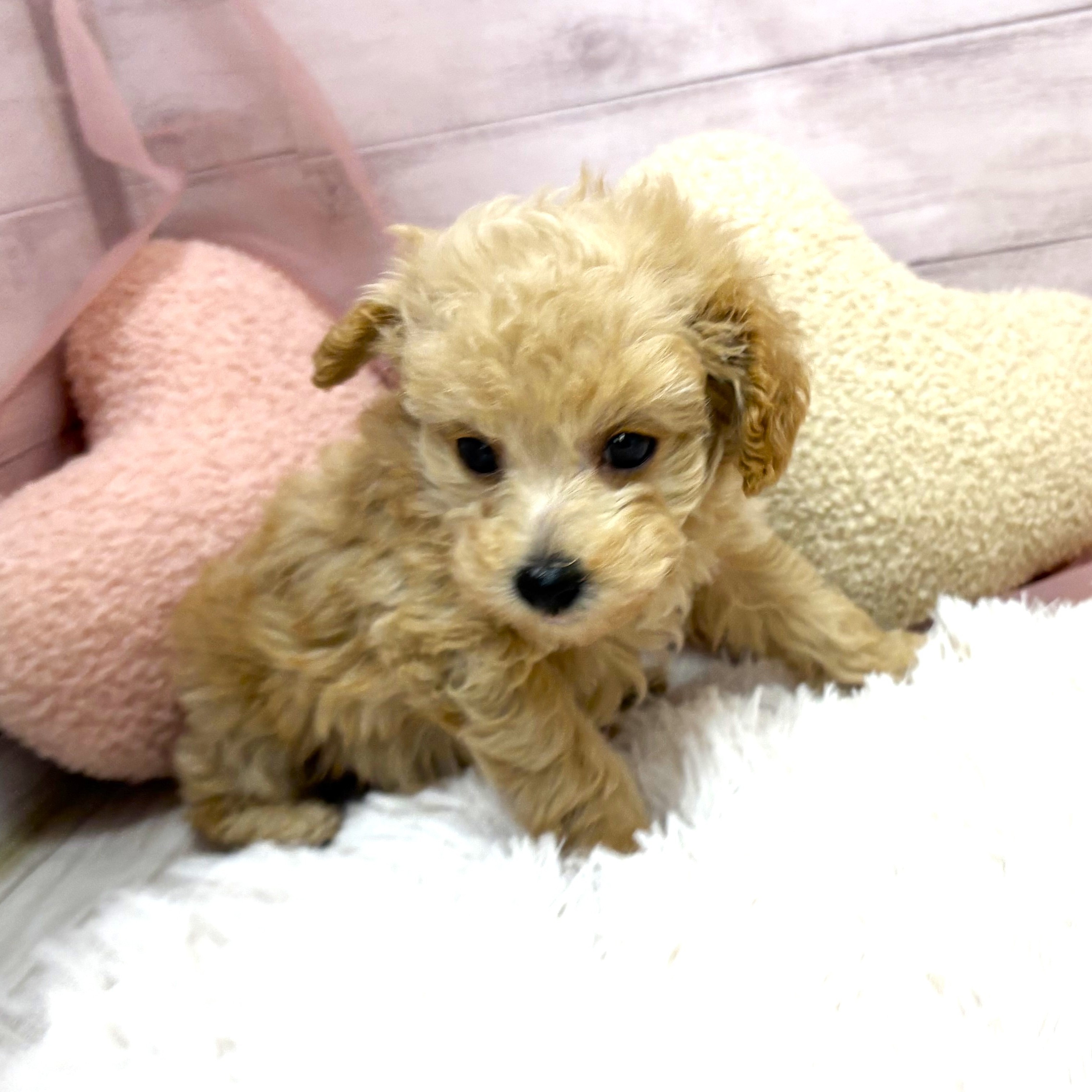 兵庫県のトイプードル(トイ) (犬の家＆猫の里川西店/2025年9月20日生まれ/女の子/クリーム)の子犬の3枚目の画像