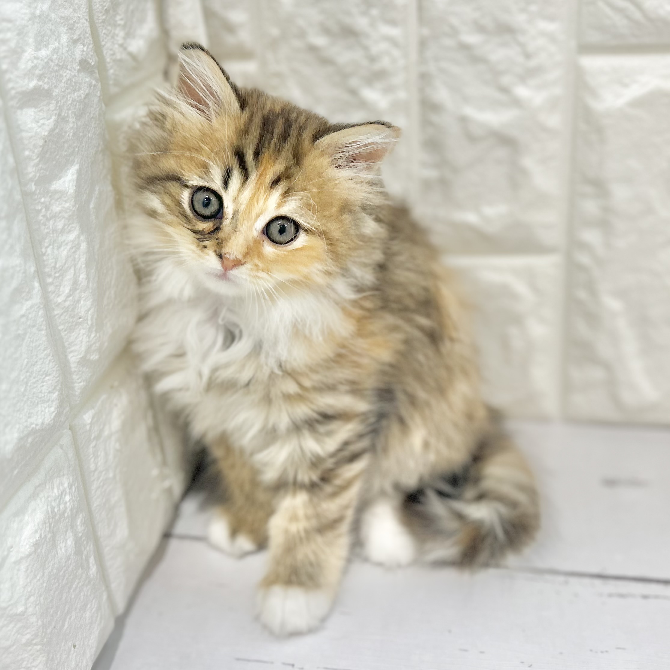 岡山県のサイベリアン (犬の家＆猫の里倉敷店/2025年7月24日生まれ/女の子/ブラウンパッチドタビーホワイト)の子猫の1枚目の画像
