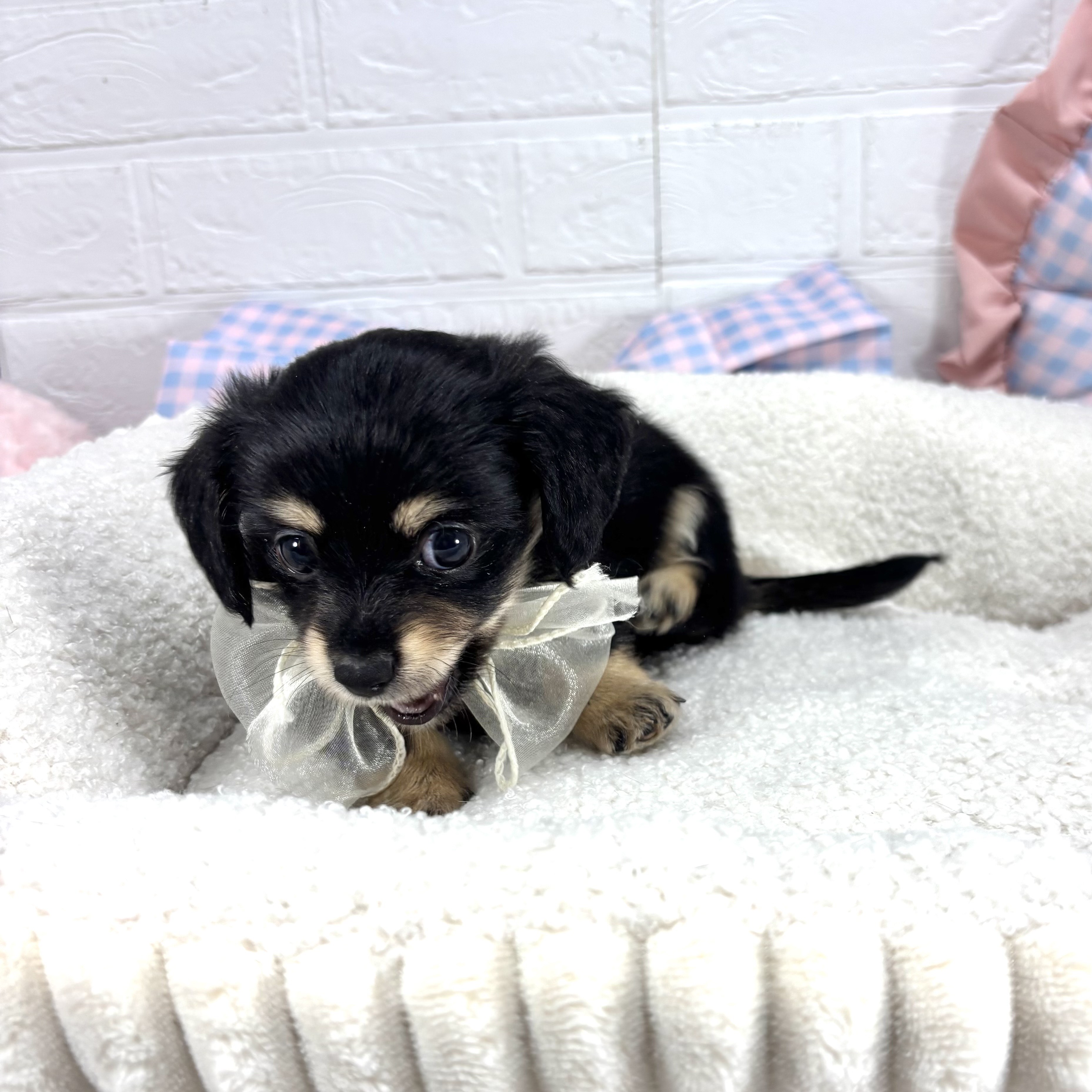 神奈川県のチワックス(チワワ×ダックス) (犬の家＆猫の里モザイクモール港北店/2025年6月24日生まれ/男の子/ブラックタン)の子犬の3枚目の画像