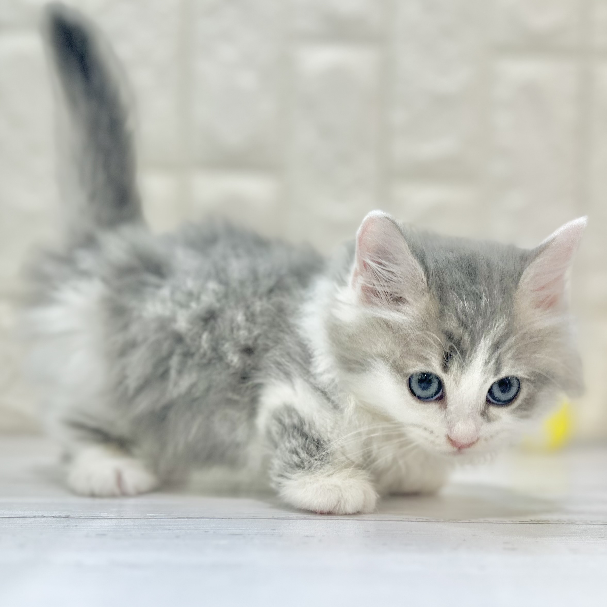 岡山県のミヌエット (犬の家＆猫の里倉敷店/2025年7月20日生まれ/男の子/ブルータビーホワイト)の子猫の3枚目の画像