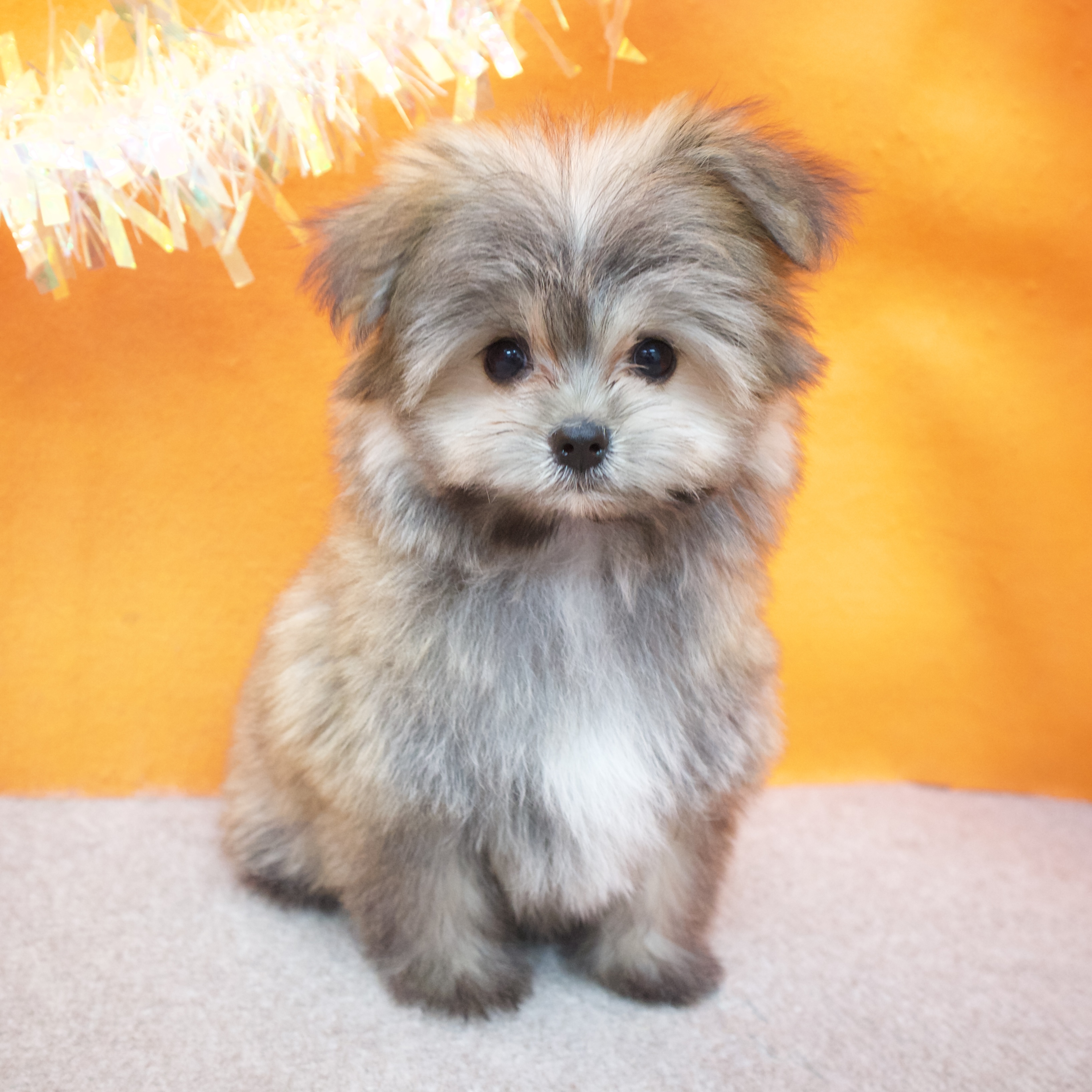 大阪府のポメマル/マルポメ(ポメラニアン×マルチーズ) (犬の家＆猫の里吹田店/2025年9月23日生まれ/男の子/オレンジセーブル)の子犬の3枚目の画像