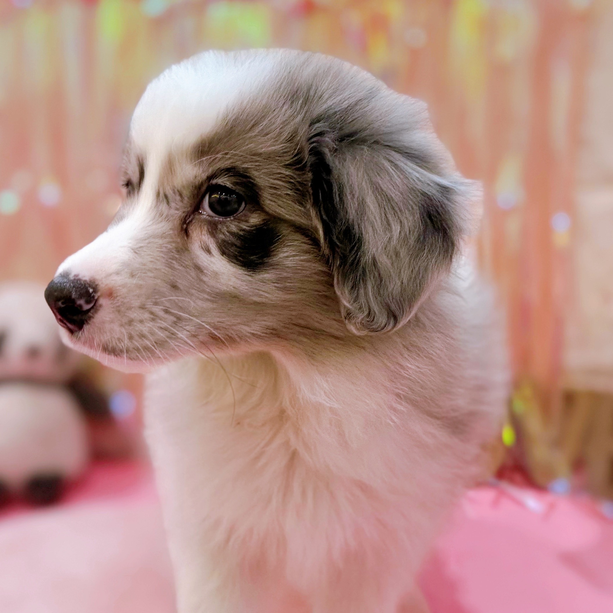 岡山県のボーダーコリー (犬の家＆猫の里倉敷店/2025年11月18日生まれ/男の子/ブルーマール)の子犬の3枚目の画像