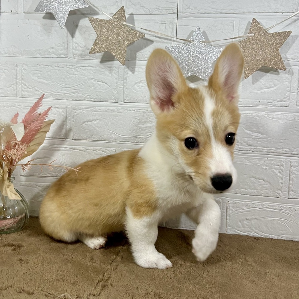 兵庫県のウェルシュコーギーペンブローク (犬の家＆猫の里ニッケパークタウン加古川店/2025年5月9日生まれ/男の子/セーブルホワイト)の子犬の3枚目の画像