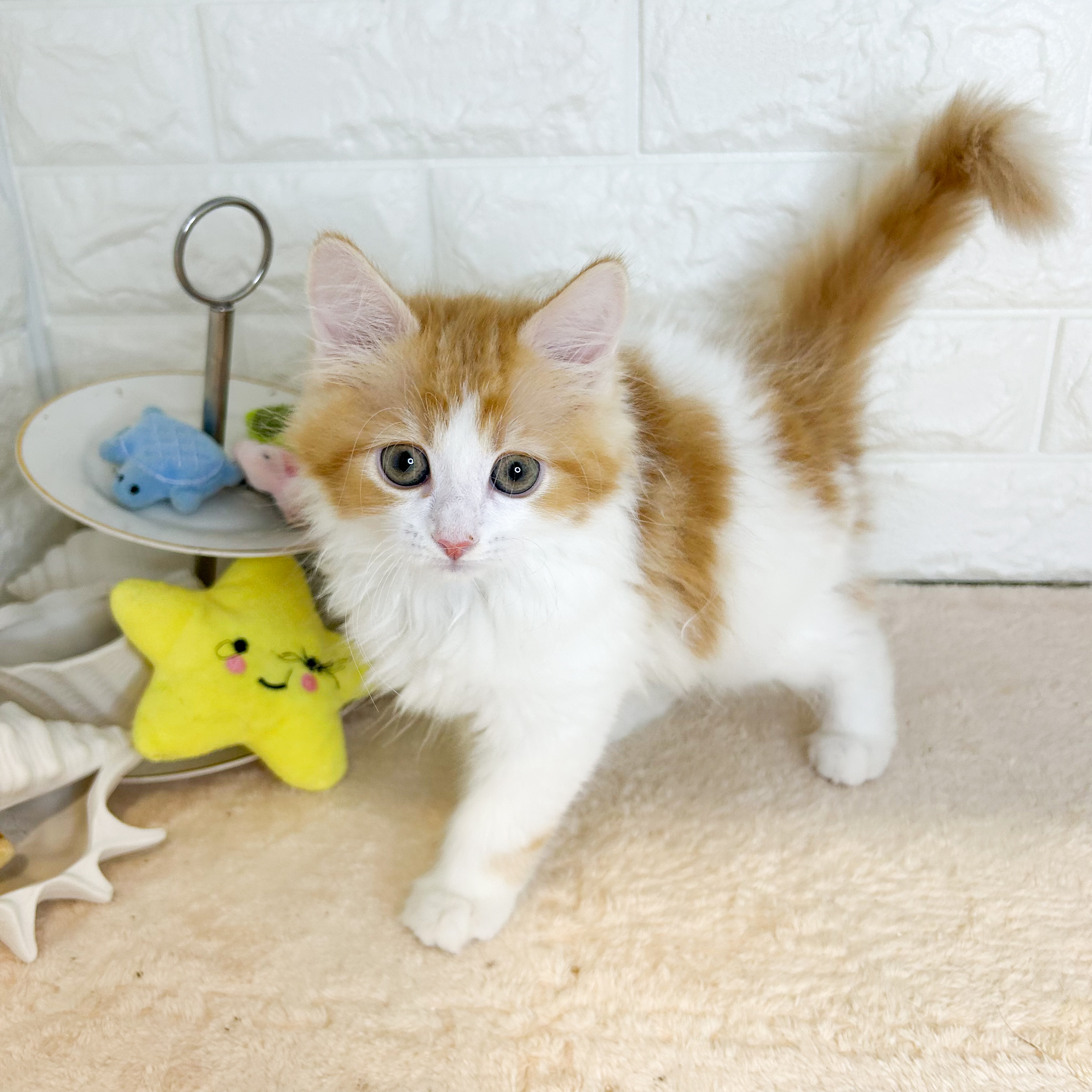 東京都のサイベリアン (犬の家＆猫の里新宿店/2026年5月26日生まれ/男の子/レッドタビー)の子猫の3枚目の画像