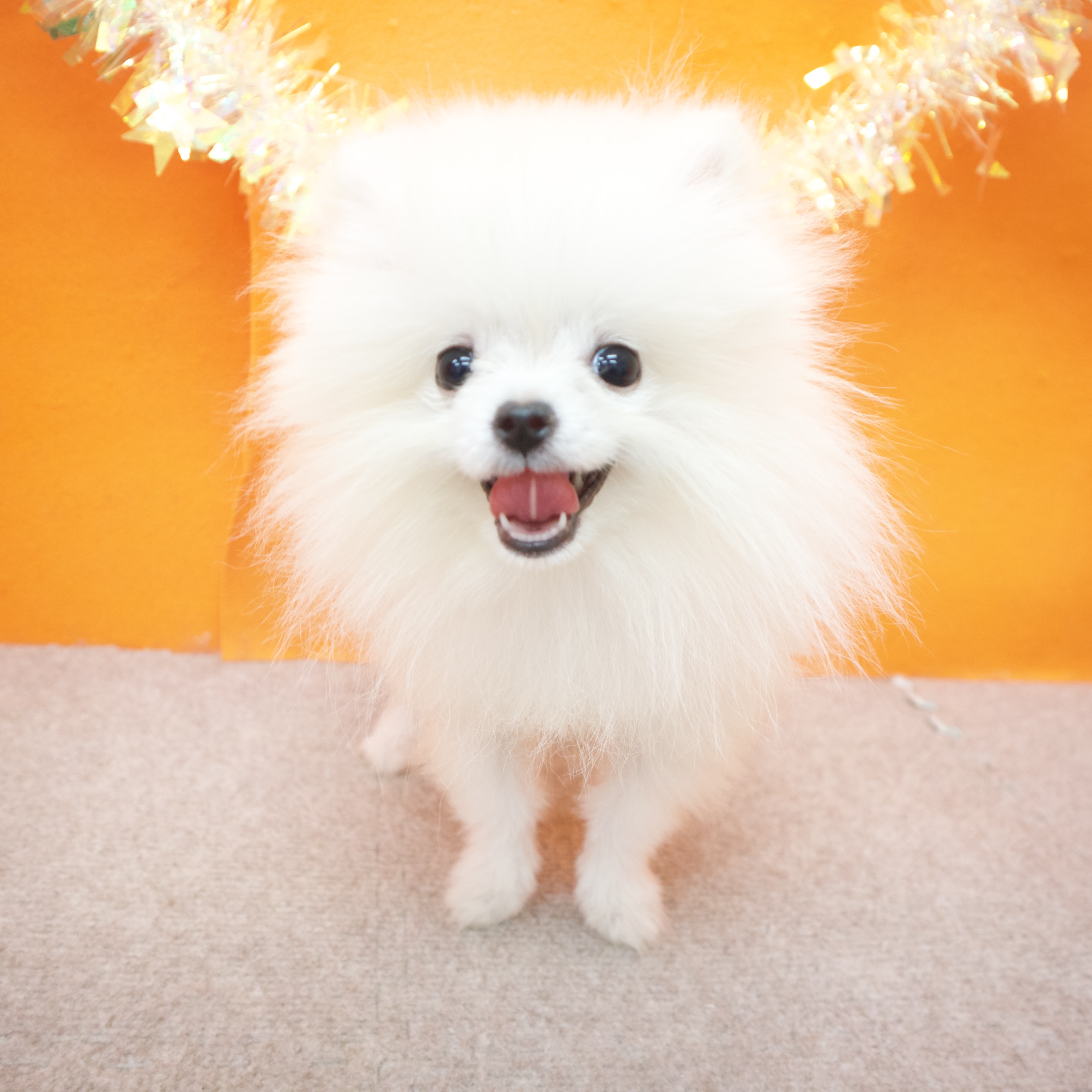 大阪府のポメラニアン (犬の家＆猫の里吹田店/2025年7月1日生まれ/男の子/クリーム)の子犬の3枚目の画像