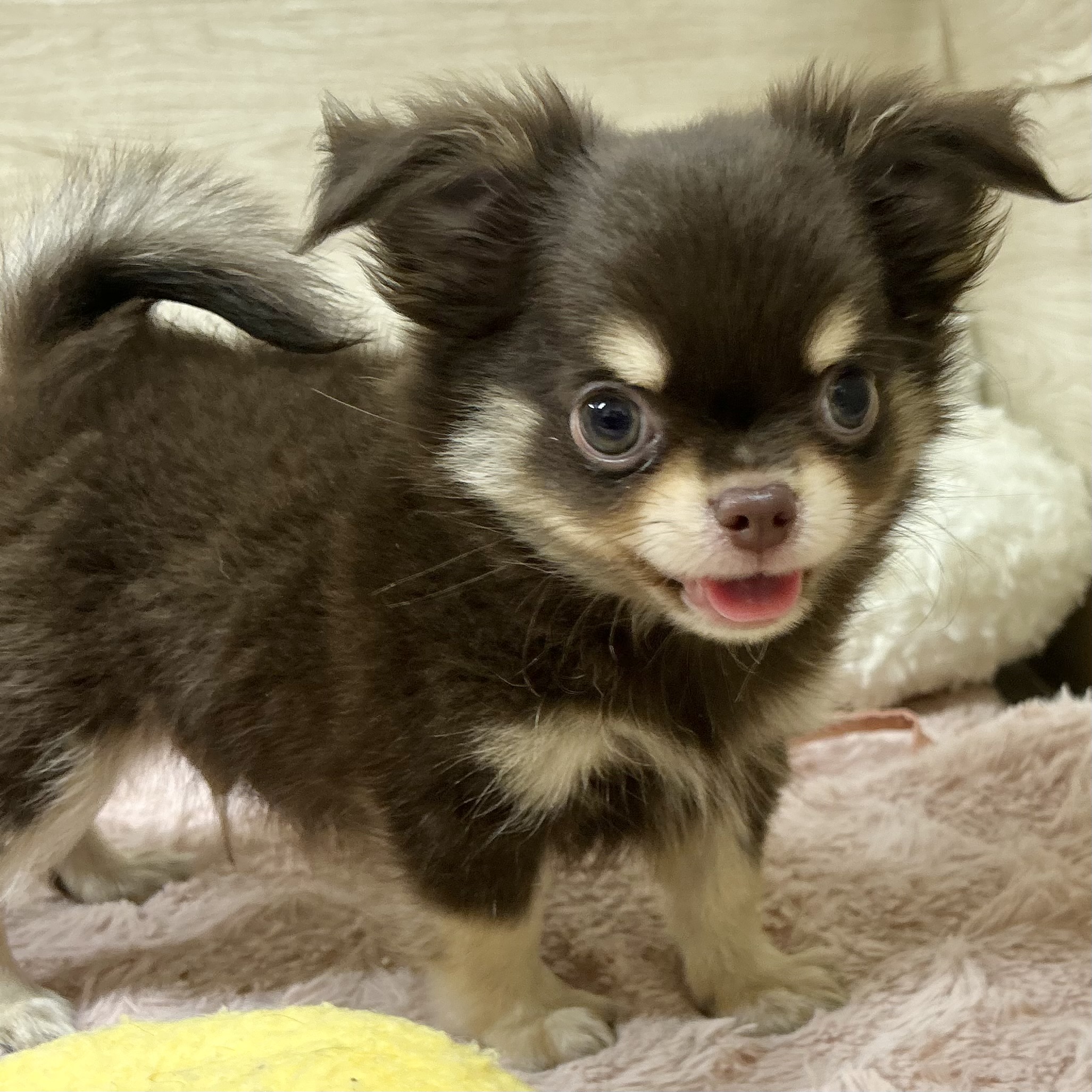 大阪府のチワワ(ロング) (犬の家＆猫の里そよら東岸和田店/2026年5月13日生まれ/男の子/チョコレートクリーム)の子犬の3枚目の画像