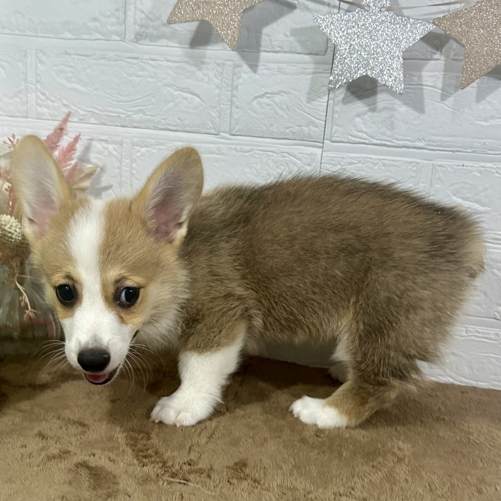 兵庫県のウェルシュコーギーペンブローク (犬の家＆猫の里ニッケパークタウン加古川店/2025年5月29日生まれ/男の子/レッドホワイト)の子犬の3枚目の画像