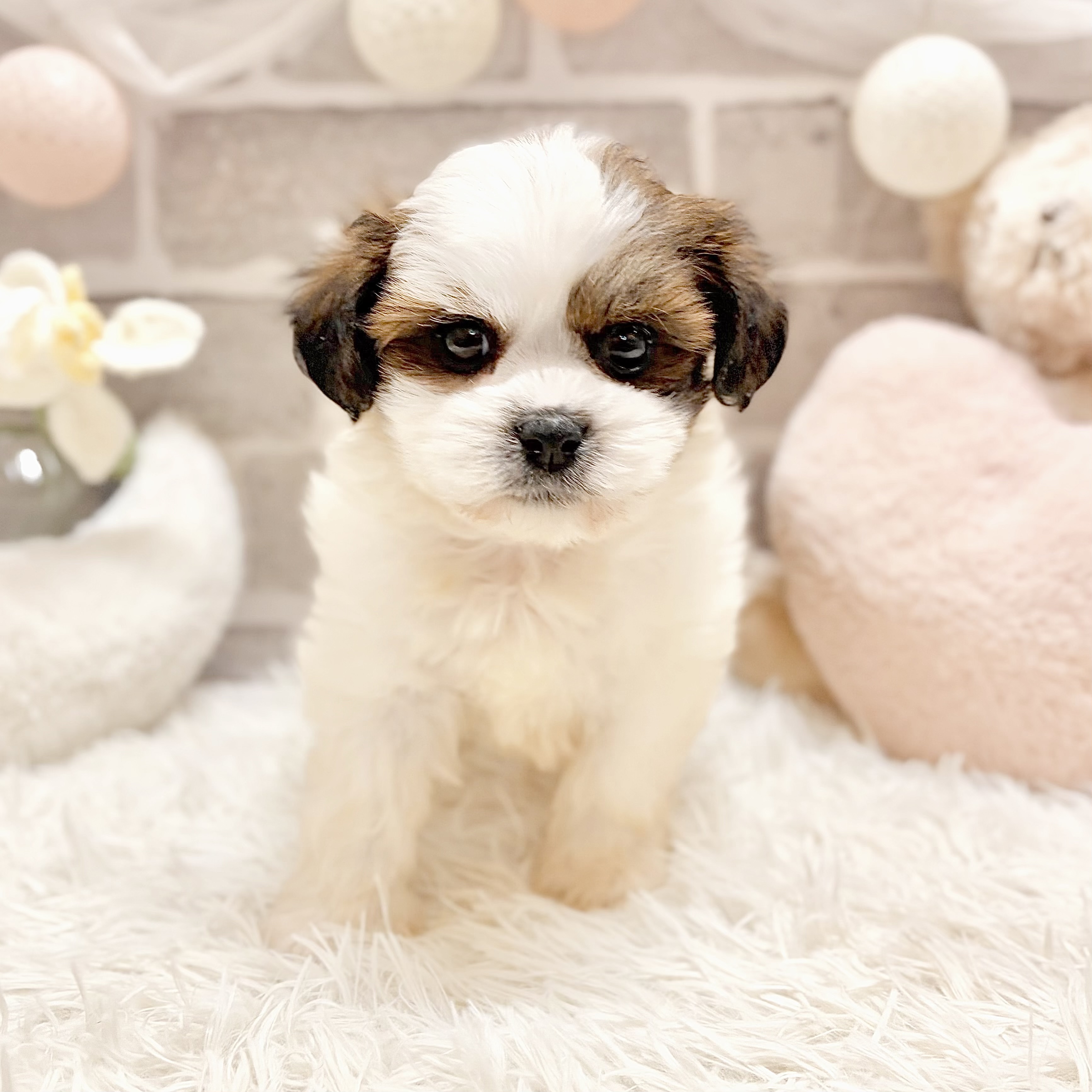 兵庫県のハーフ犬・ミックス犬 (犬の家＆猫の里神戸店/2026年5月24日生まれ/男の子/レッドホワイト)の子犬の3枚目の画像