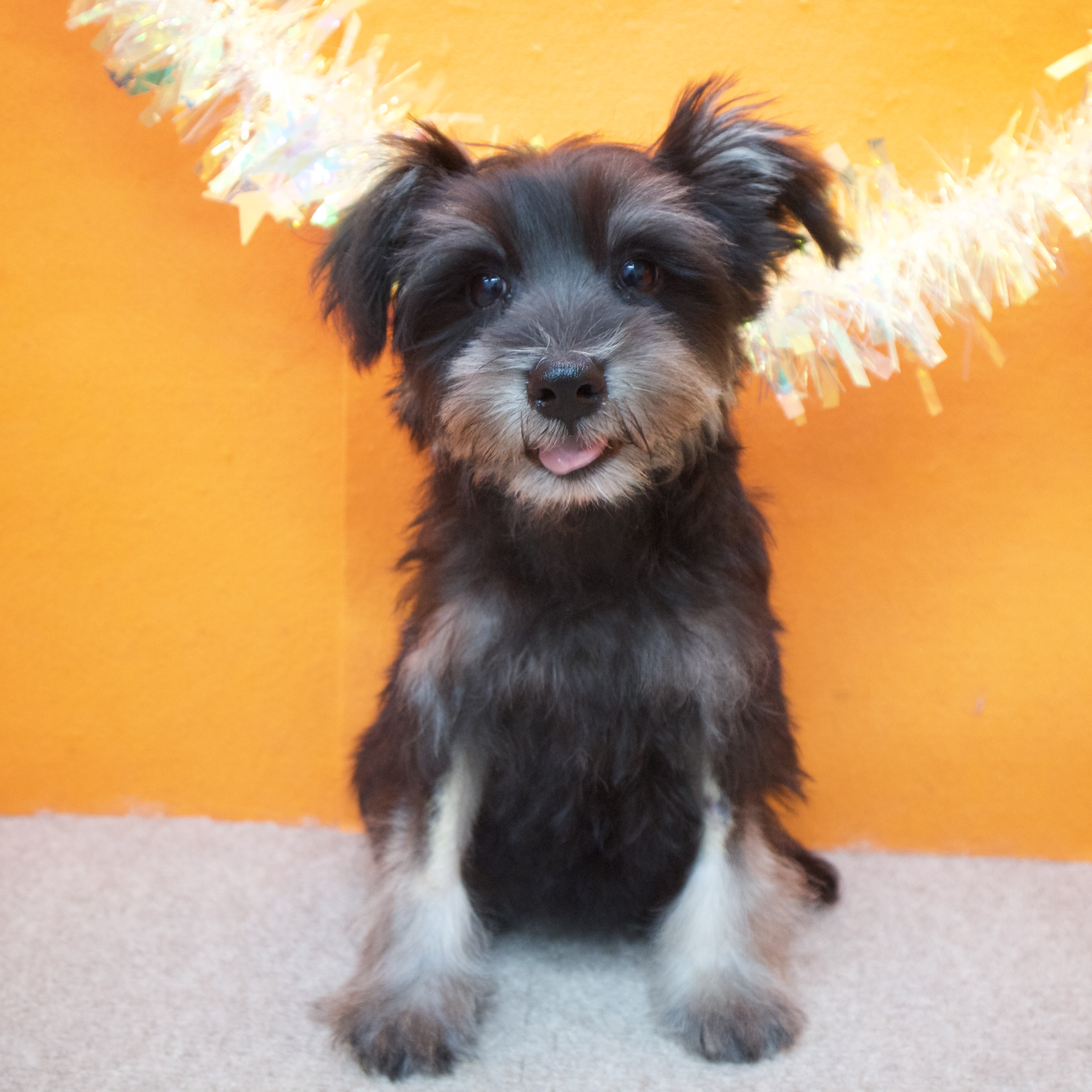 大阪府のミニチュアシュナウザー (犬の家＆猫の里吹田店/2025年8月16日生まれ/男の子/ブラックシルバー)の子犬の3枚目の画像