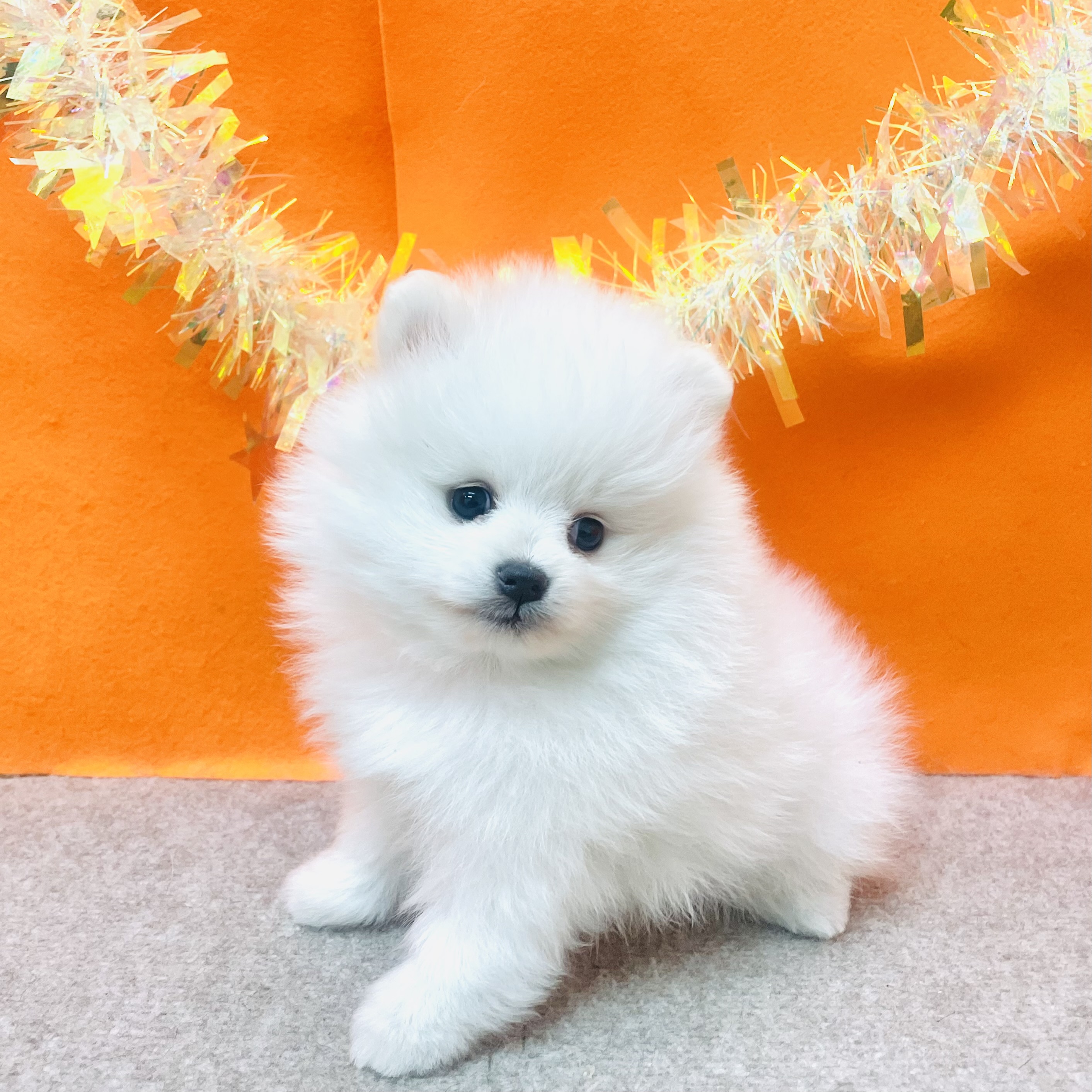 大阪府のポメラニアン (犬の家＆猫の里吹田店/2026年1月28日生まれ/男の子/クリーム)の子犬の3枚目の画像