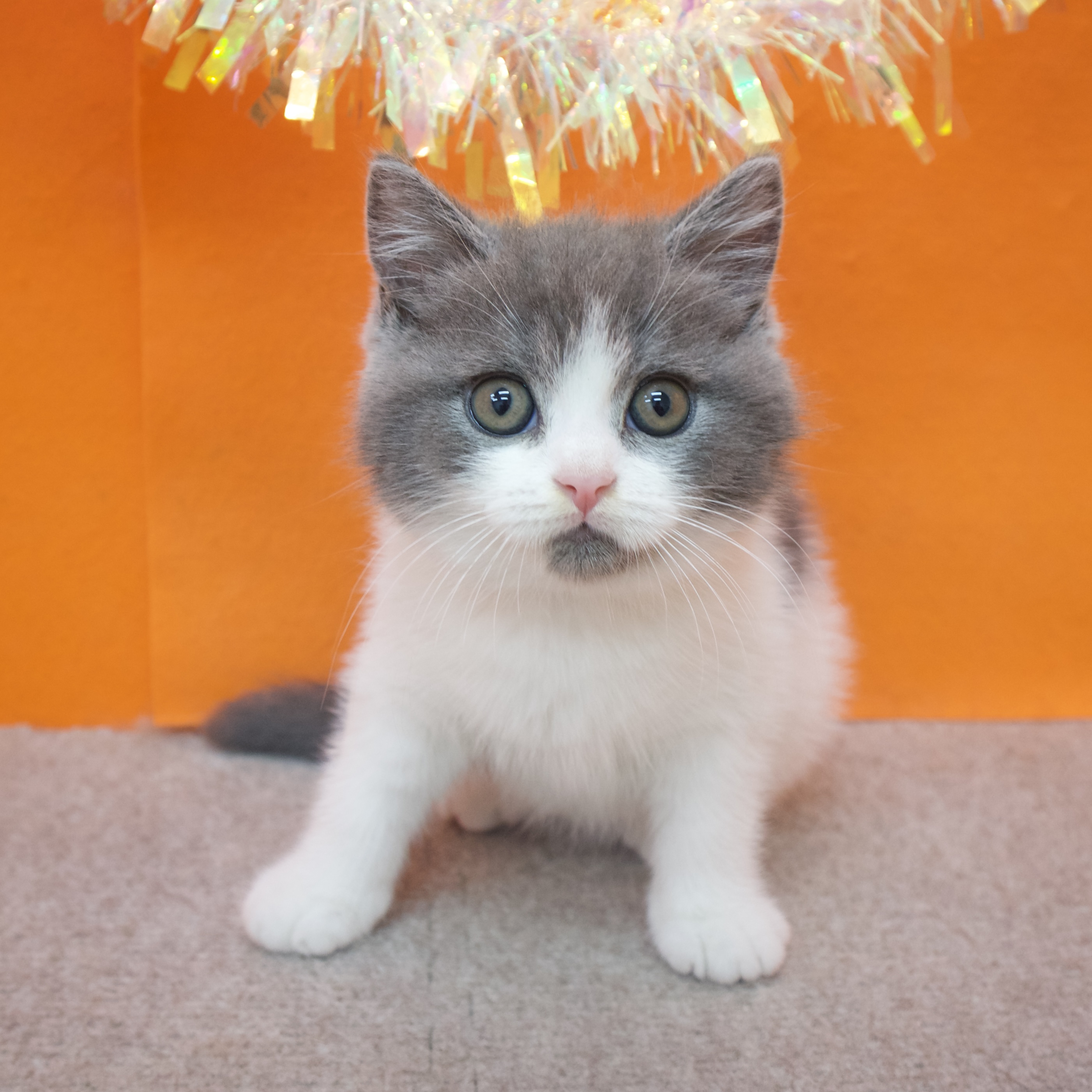 大阪府のブリティッシュショートヘアー (犬の家＆猫の里吹田店/2025年9月28日生まれ/男の子/ブルーホワイト)の子猫の3枚目の画像