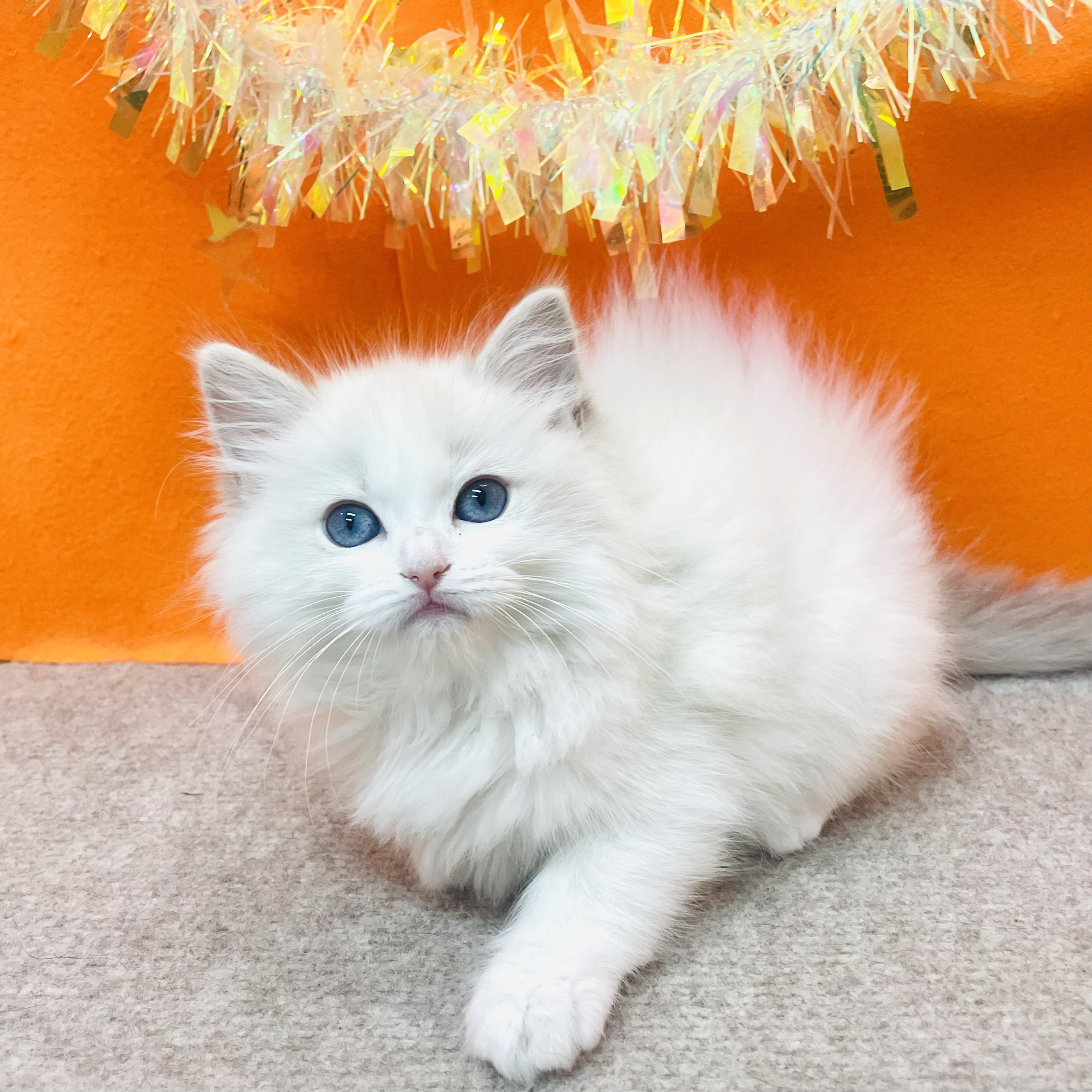 大阪府のラグドール (犬の家＆猫の里吹田店/2026年1月29日生まれ/女の子/ブルーポイントバイカラー)の子猫の3枚目の画像