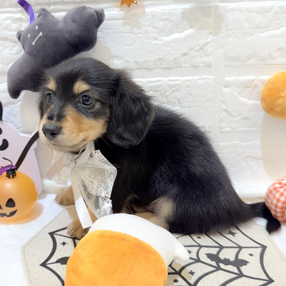 静岡県のミニチュアダックスフンド(ロング) (犬の家＆猫の里富士店/2025年8月4日生まれ/男の子/ブラックタン)の子犬の3枚目の画像