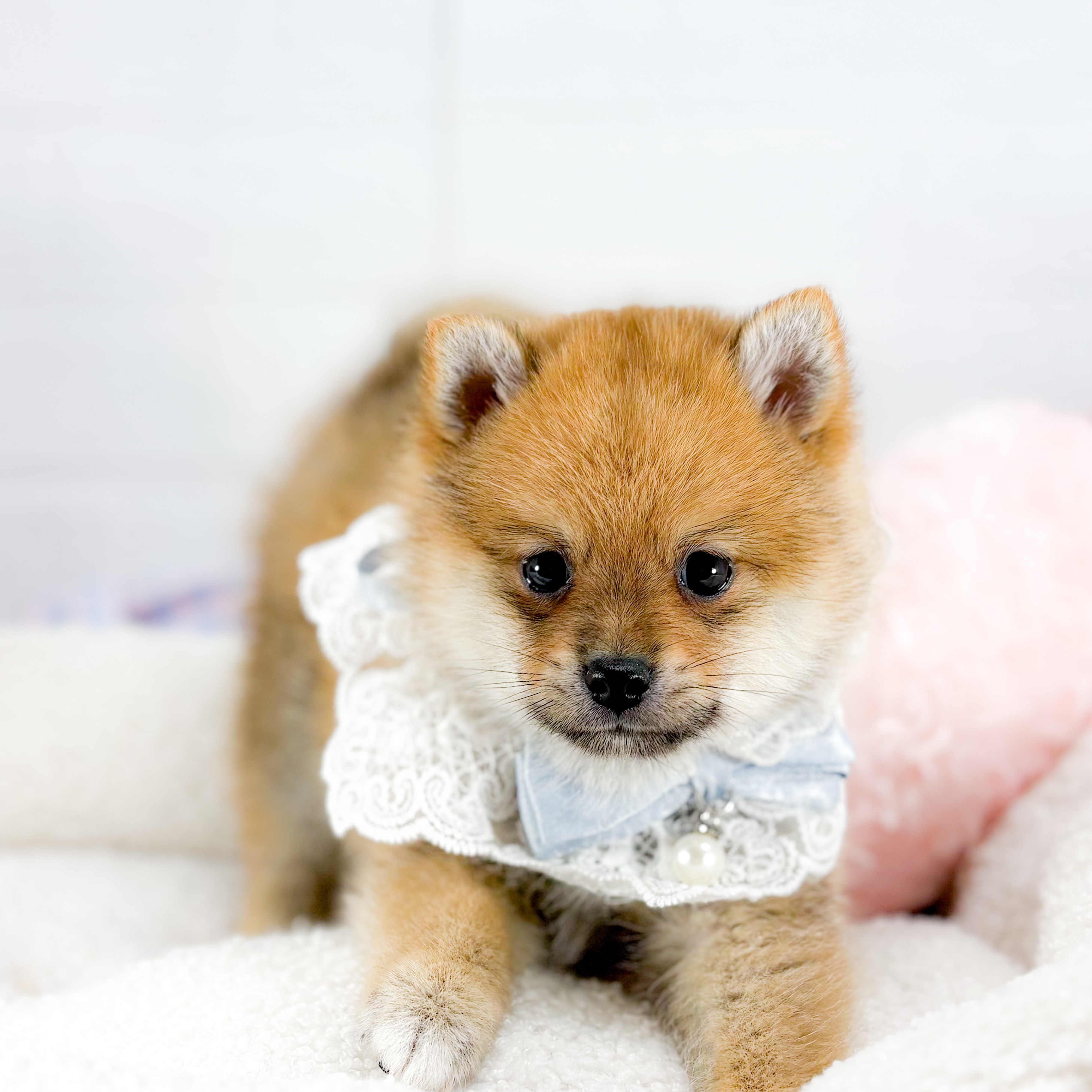 神奈川県のポメ柴/豆ポメ/ポメ豆柴(ポメラニアン×柴犬) (犬の家＆猫の里元住吉ブレーメン通り店/2025年9月8日生まれ/男の子/赤)の子犬の1枚目の画像