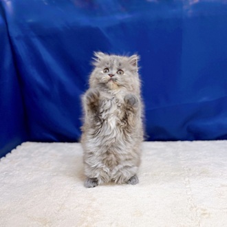 愛知県のブリティッシュロングヘアー (犬の家＆猫の里一宮店/2025年8月7日生まれ/女の子/ブルークリーム)の子猫の3枚目の画像