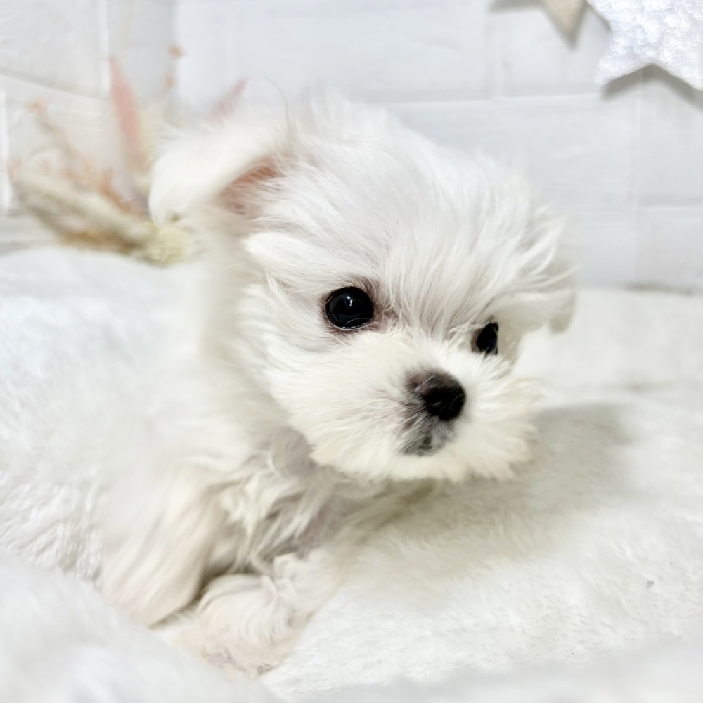 兵庫県のマルチーズ (犬の家＆猫の里ニッケパークタウン加古川店/2026年7月24日生まれ/男の子/ホワイト)の子犬の3枚目の画像