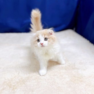 愛知県のスコティッシュフォールド (犬の家＆猫の里一宮店/2025年8月4日生まれ/男の子/クリームタビーホワイト)の子猫の3枚目の画像