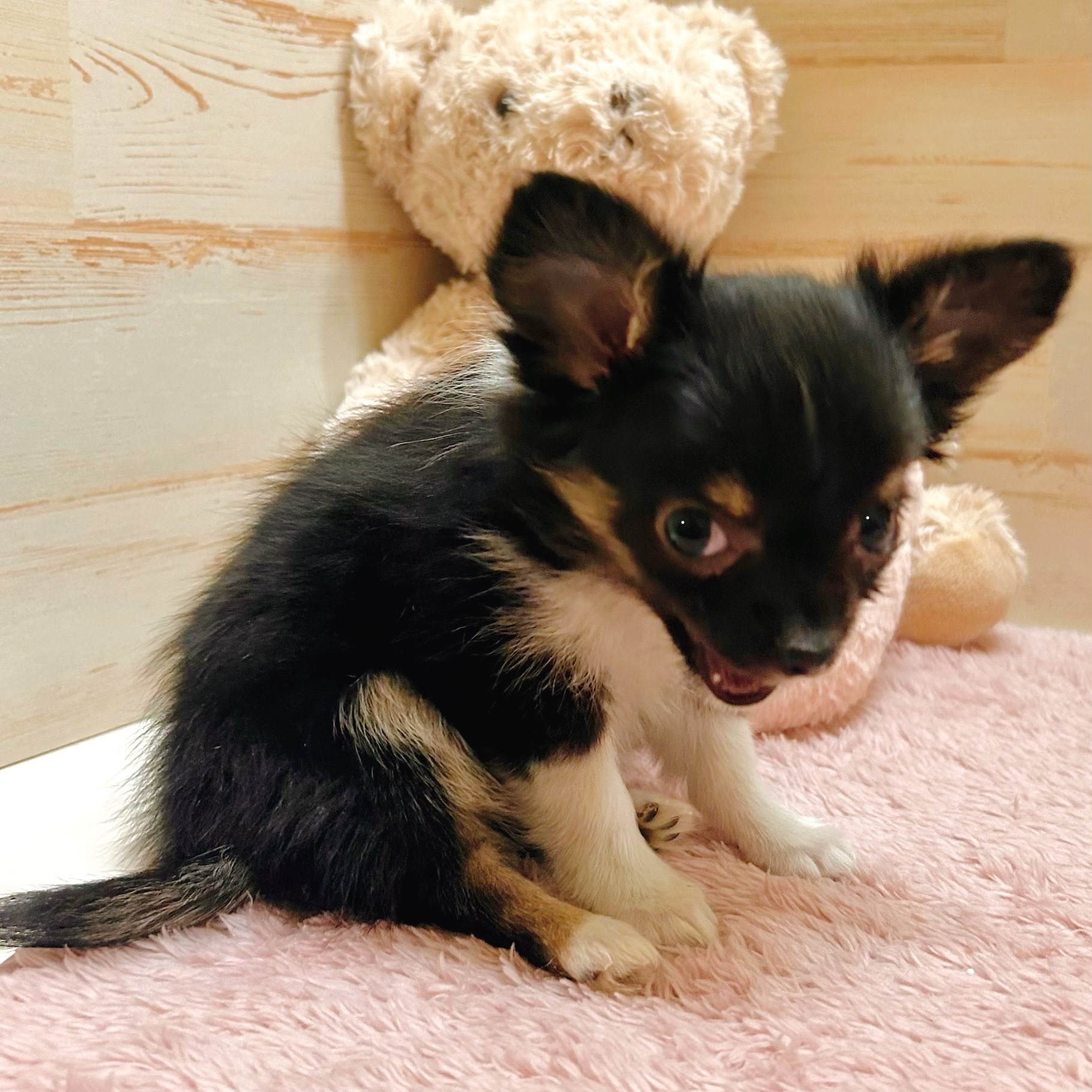 兵庫県のチワワ(ロング) (犬の家＆猫の里神戸店/2025年10月28日生まれ/女の子/ブラッククリームホワイト)の子犬の3枚目の画像