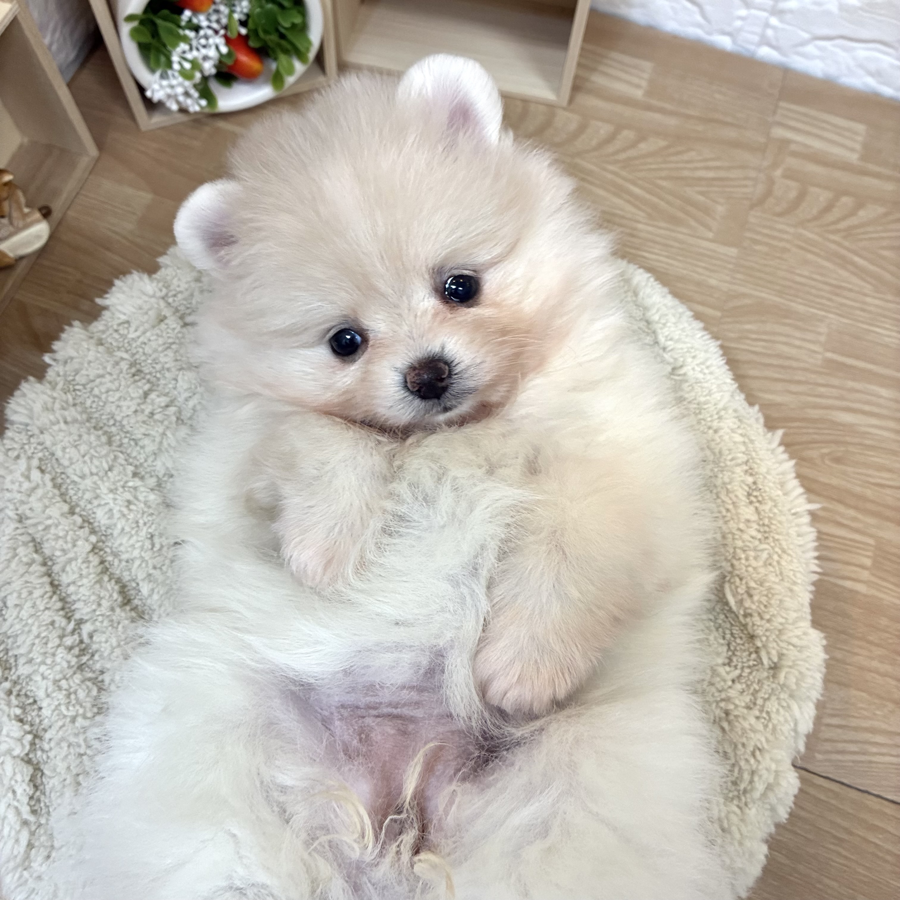 千葉県のポメラニアン (犬の家＆猫の里ワンズモール稲毛店/2026年3月31日生まれ/女の子/クリーム)の子犬の3枚目の画像