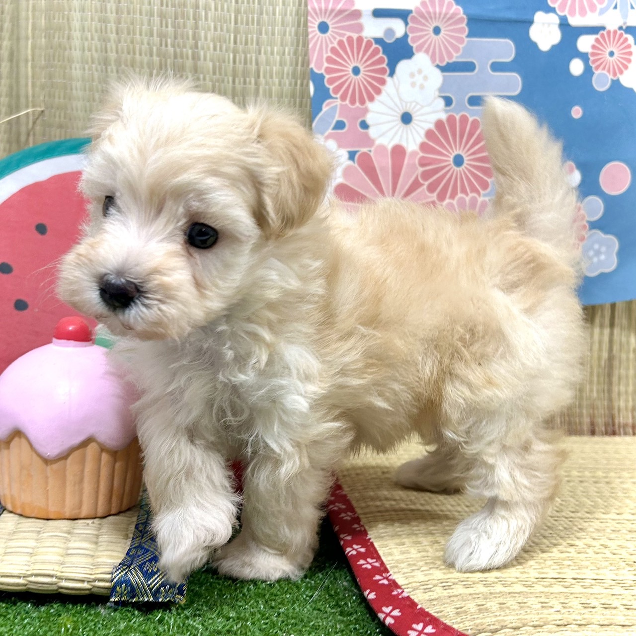 神奈川県のマルプー(マルチーズ×プードル) (犬の家＆猫の里小田原店/2026年5月3日生まれ/男の子/アプリコット)の子犬の3枚目の画像
