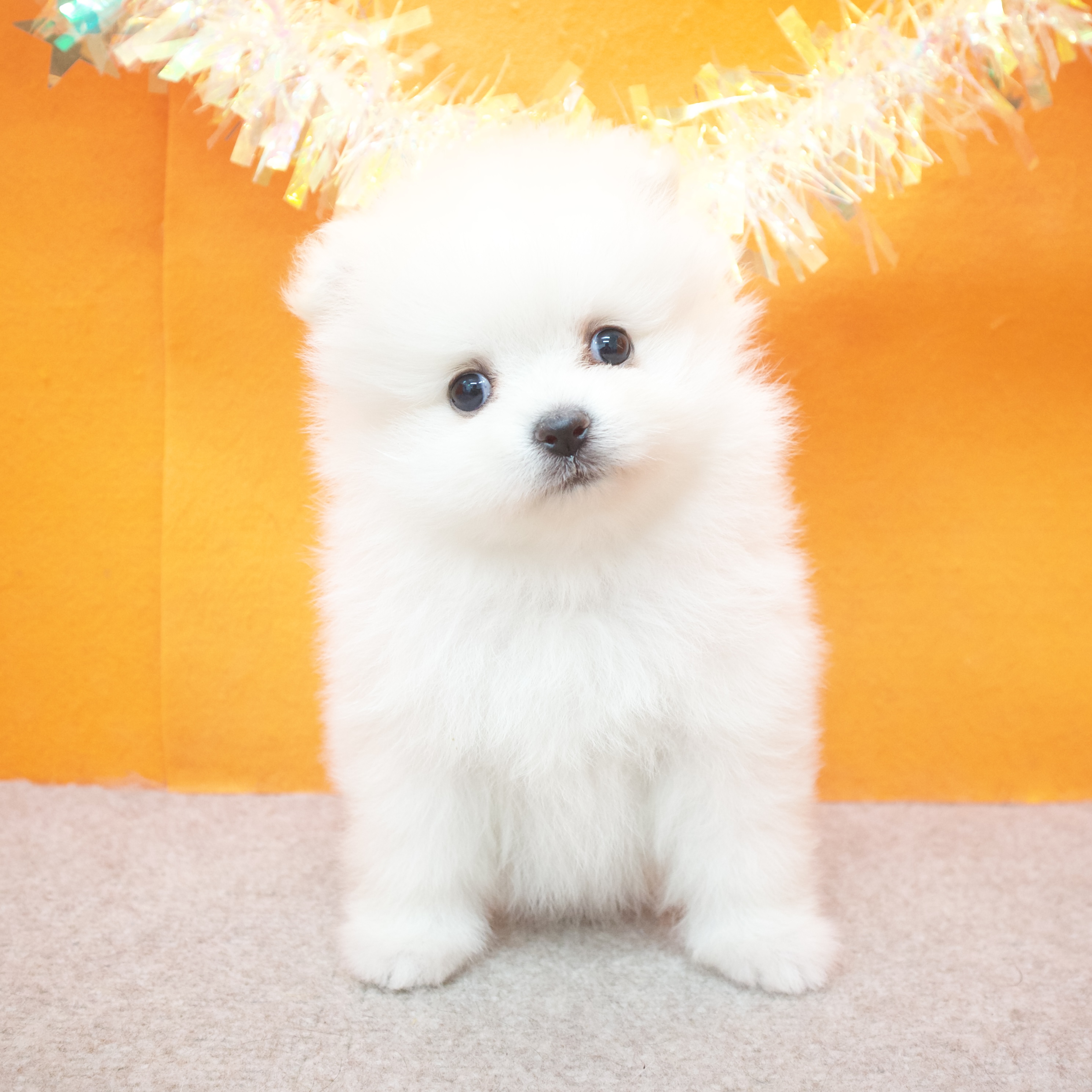 大阪府のポメラニアン (犬の家＆猫の里吹田店/2025年10月5日生まれ/女の子/クリーム)の子犬の3枚目の画像