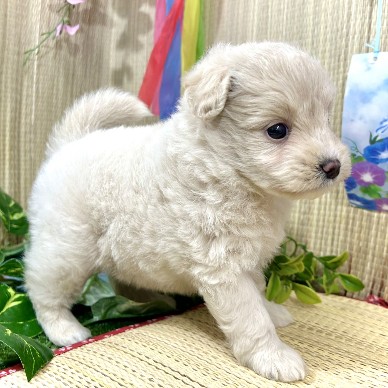 神奈川県のポメプー(ポメラニアン×プードル) (犬の家＆猫の里小田原店/2026年5月5日生まれ/女の子/クリーム)の子犬の3枚目の画像