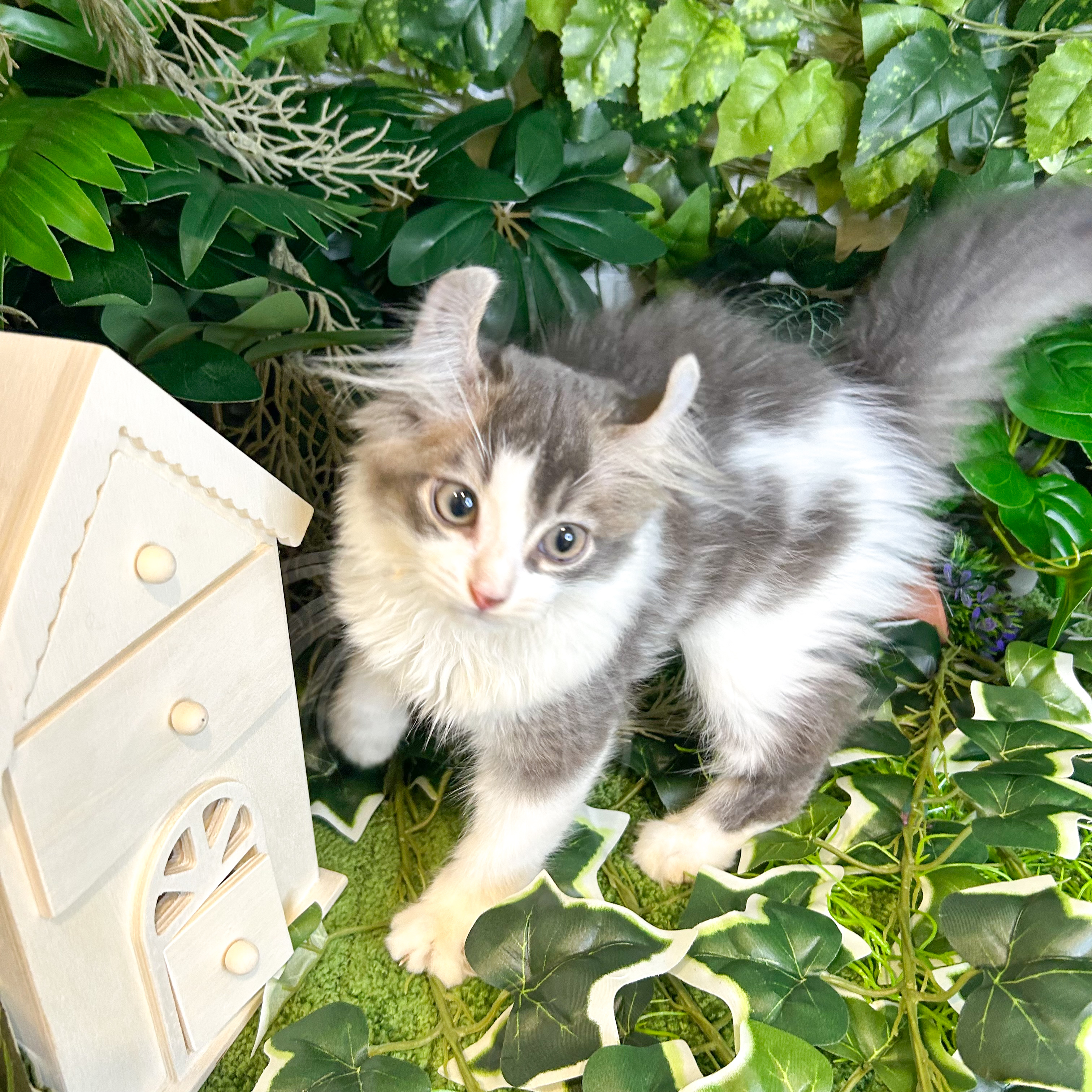 東京都のキンカロー (犬の家＆猫の里新宿店/2026年5月28日生まれ/男の子/ブルータビーホワイト)の子猫の1枚目の画像