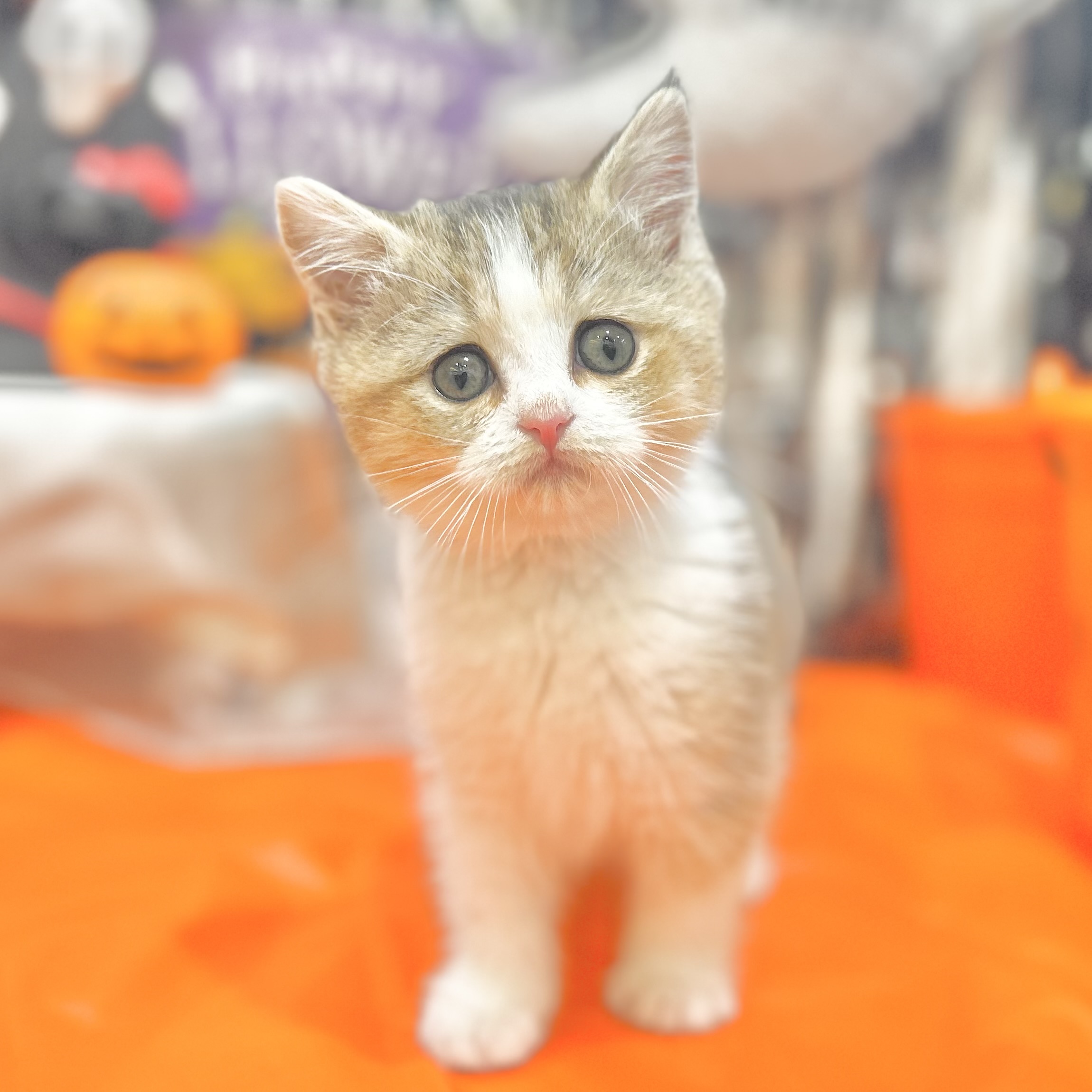 岡山県のブリティッシュショートヘアー (犬の家＆猫の里倉敷店/2025年7月25日生まれ/女の子/ブラウンティックドタビーホワイト)の子猫の3枚目の画像
