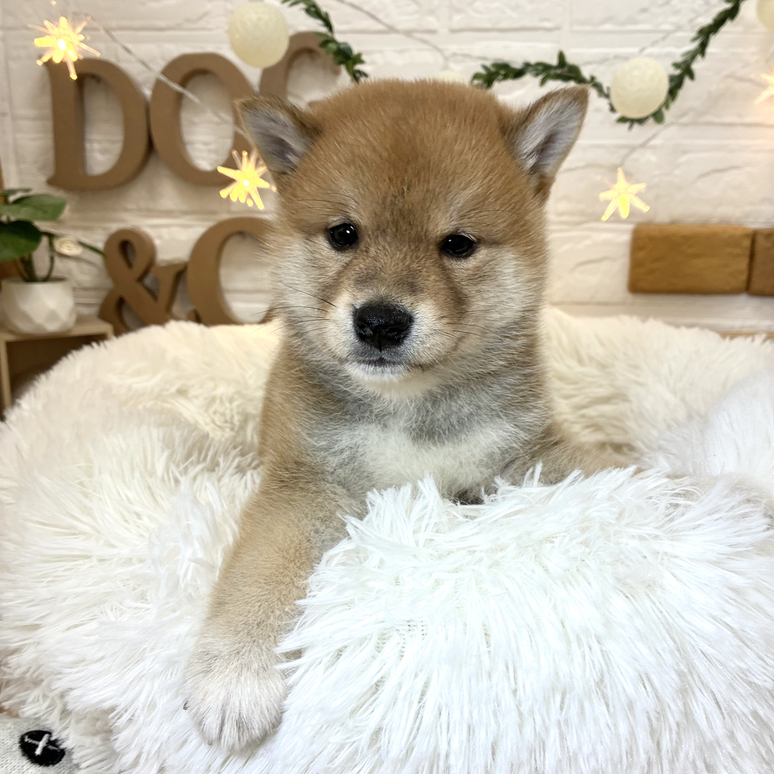 千葉県の柴犬(標準サイズ) (犬の家＆猫の里ワンズモール稲毛店/2026年3月30日生まれ/男の子/赤)の子犬の3枚目の画像
