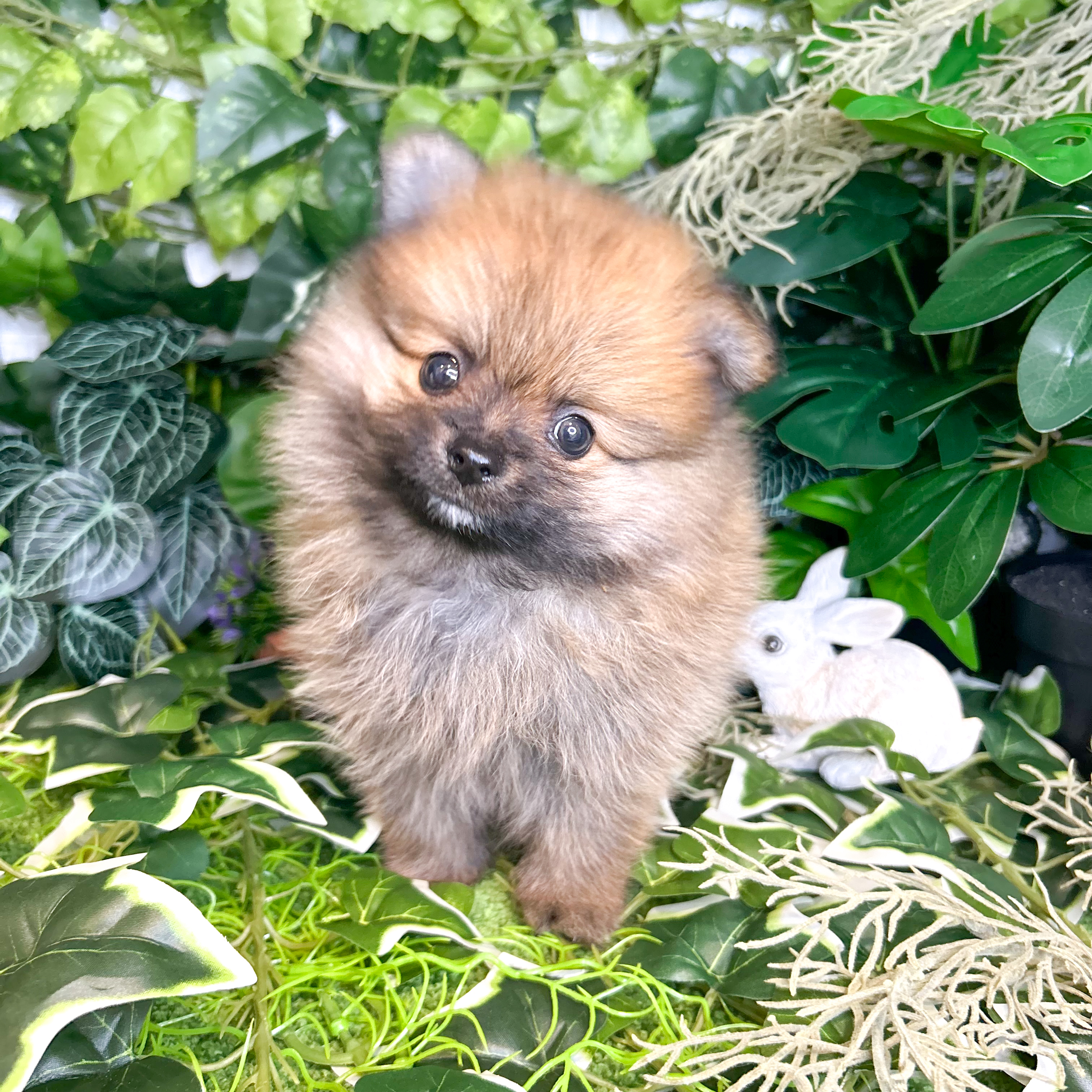 東京都のポメラニアン (犬の家＆猫の里新宿店/2026年6月1日生まれ/男の子/オレンジ)の子犬の3枚目の画像
