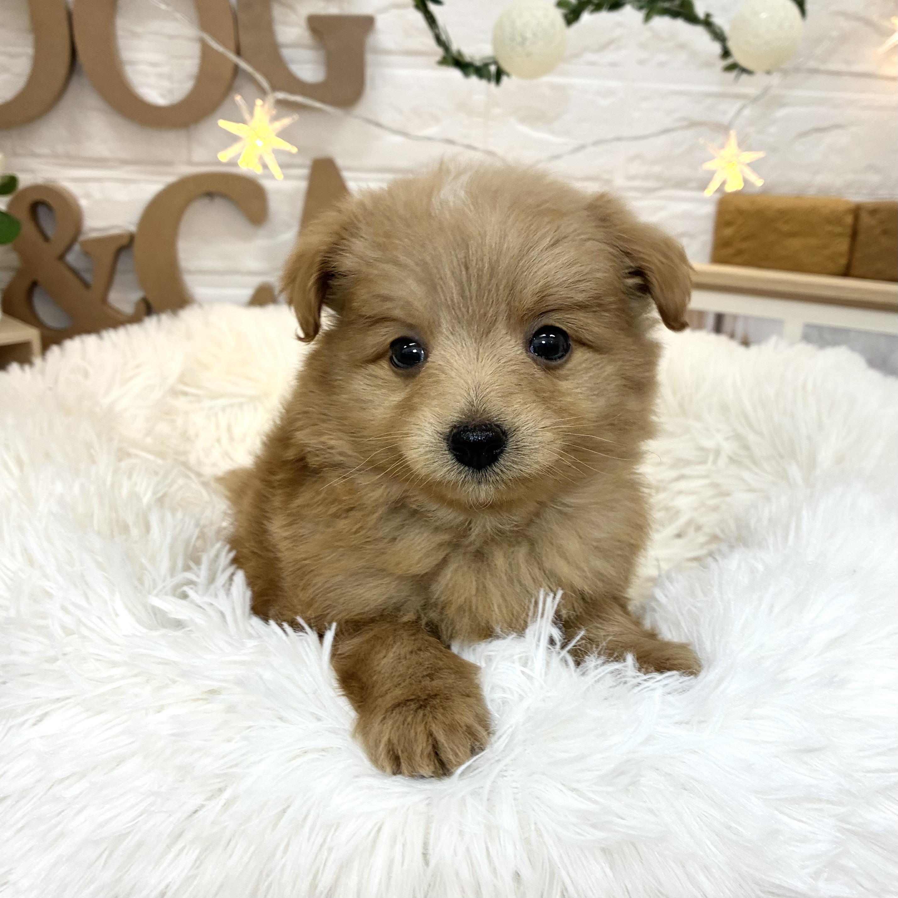 千葉県のポメプー(ポメラニアン×プードル) (犬の家＆猫の里ワンズモール稲毛店/2026年3月29日生まれ/男の子/アプリコット)の子犬の3枚目の画像