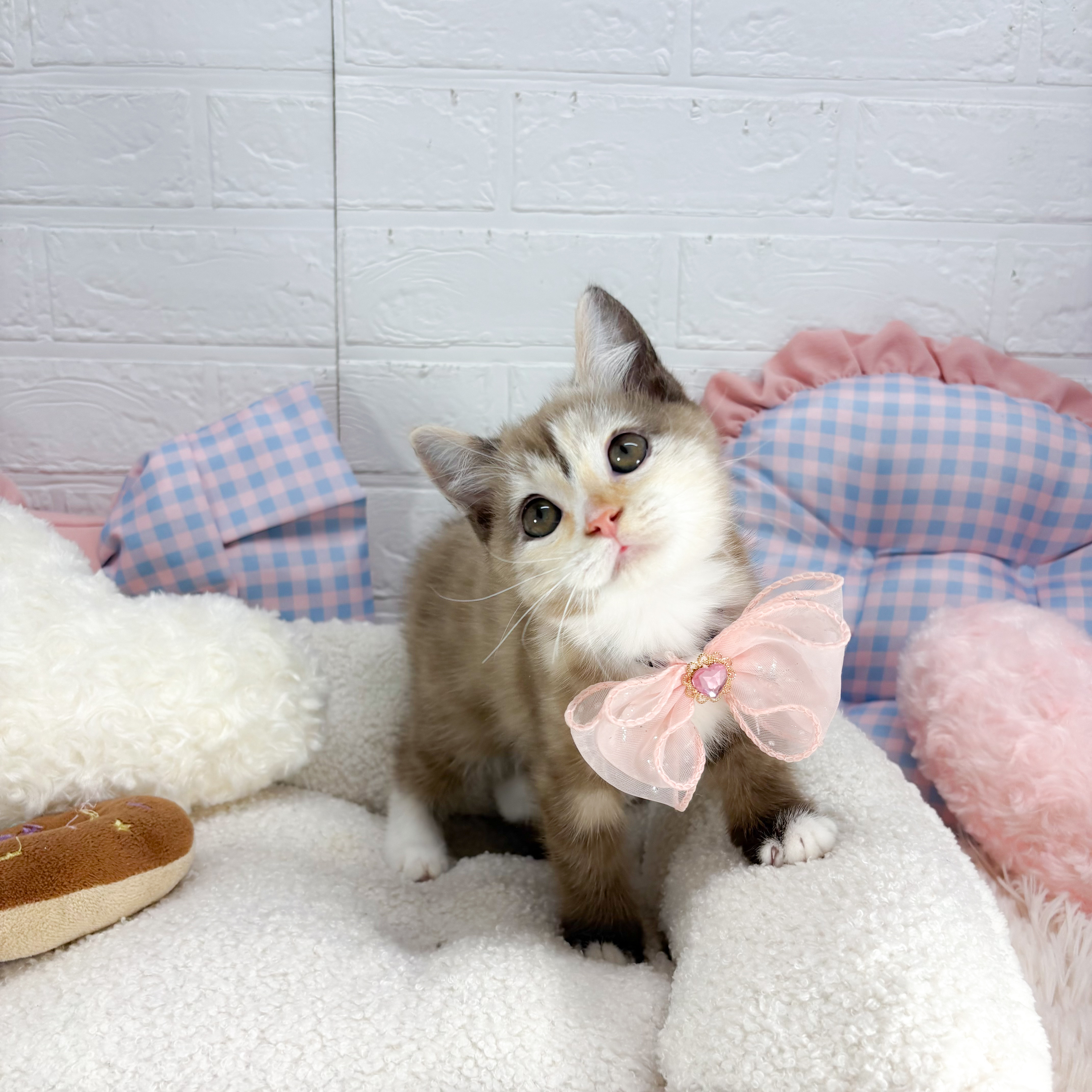 神奈川県のマンチカン (犬の家＆猫の里元住吉ブレーメン通り店/2025年8月18日生まれ/女の子/チョコレートパッチドタビー&ホワイト)の子猫の3枚目の画像