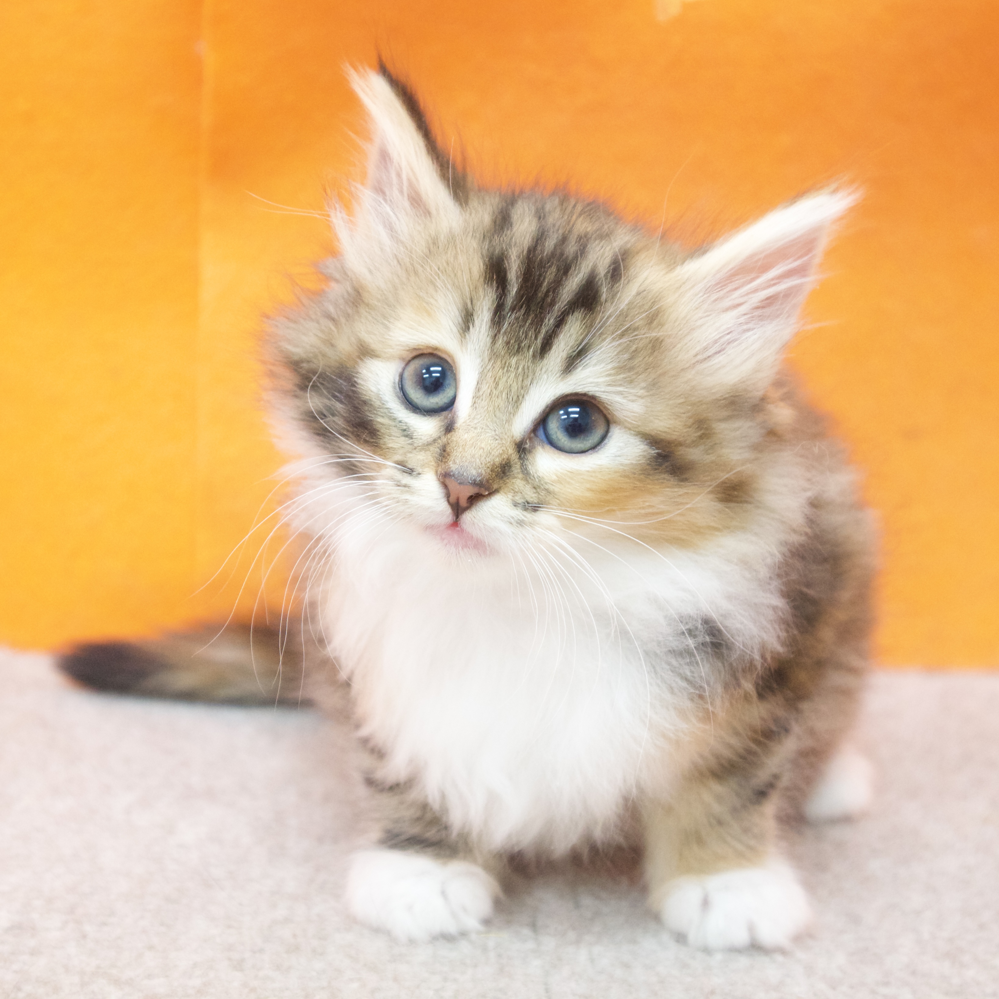 大阪府のノルウェージャンフォレストキャット (犬の家＆猫の里吹田店/2025年10月12日生まれ/女の子/ブラウンパッチドタビーホワイト)の子猫の3枚目の画像