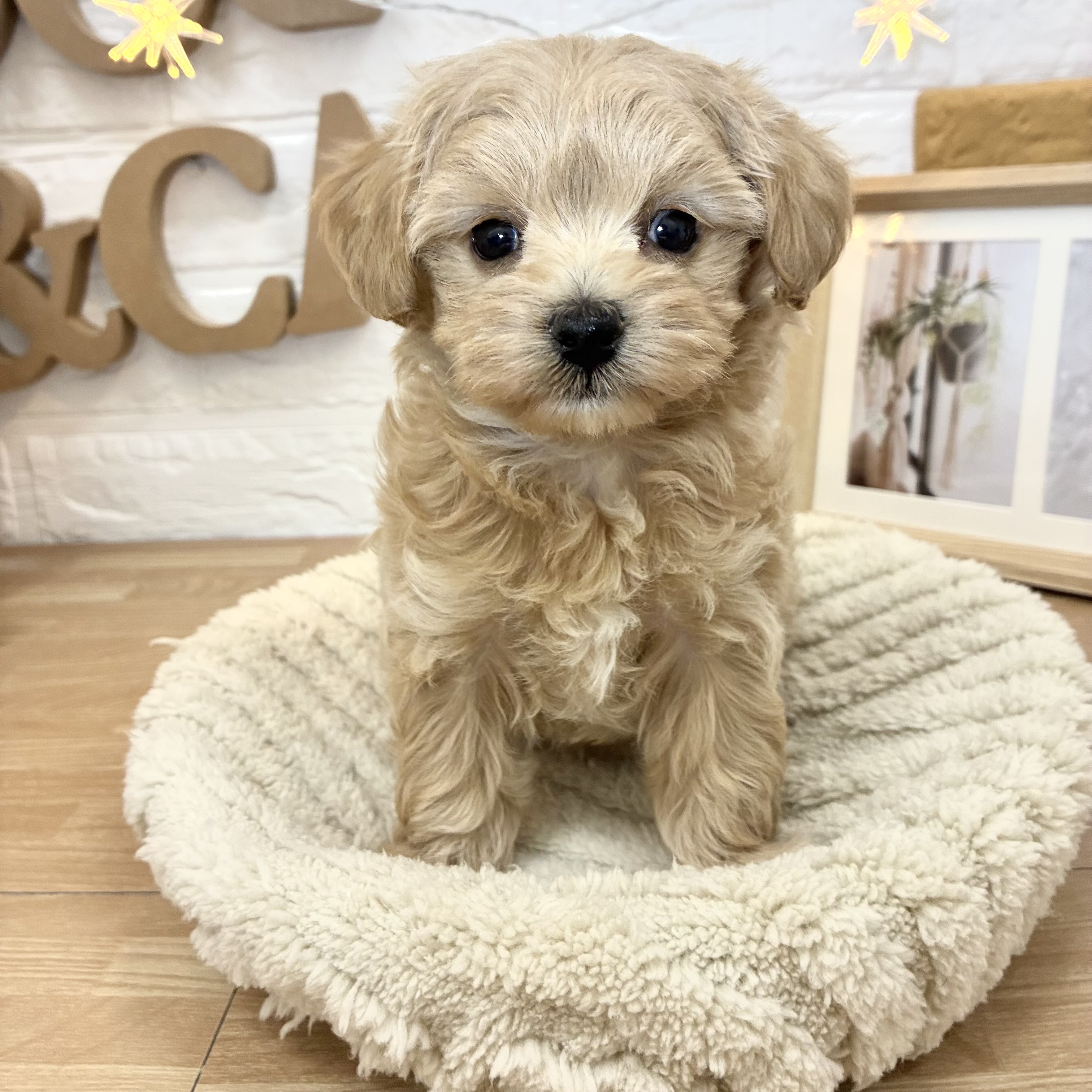 千葉県のマルプー(マルチーズ×プードル) (犬の家＆猫の里ワンズモール稲毛店/2026年3月31日生まれ/女の子/アプリコット)の子犬の3枚目の画像