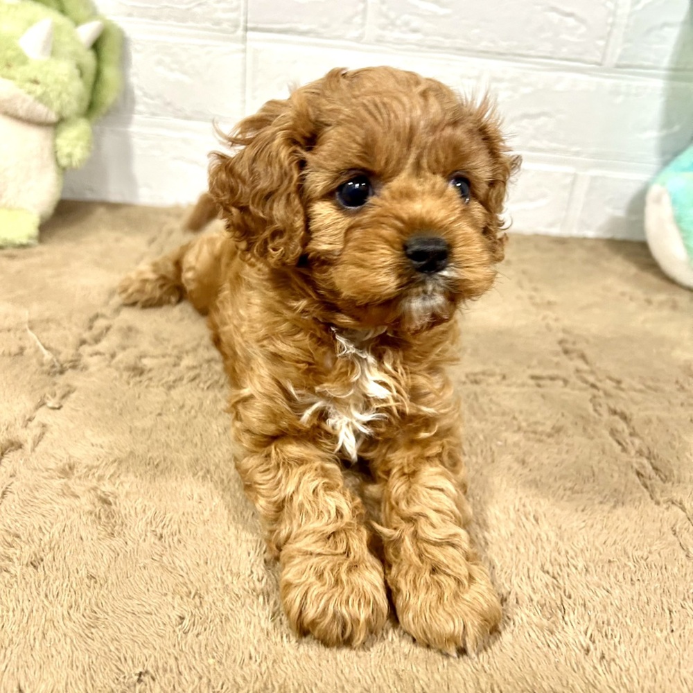 兵庫県のキャバプー(キャバリア×プードル) (犬の家＆猫の里ニッケパークタウン加古川店/2025年8月29日生まれ/女の子/レッドホワイト)の子犬の3枚目の画像