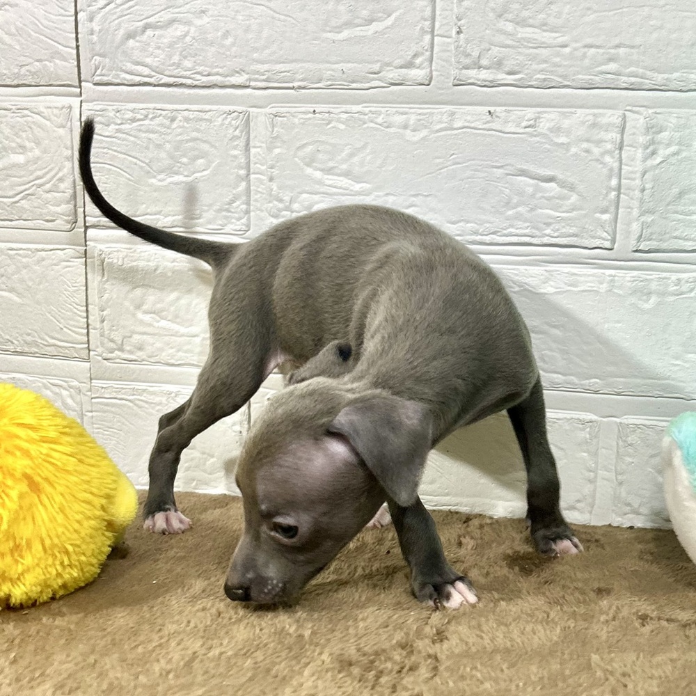 兵庫県のイタリアングレーハウンド (犬の家＆猫の里ニッケパークタウン加古川店/2025年8月31日生まれ/女の子/ブルーホワイト)の子犬の3枚目の画像