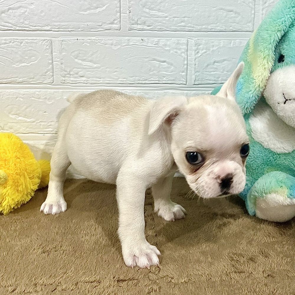 兵庫県のフレンチブルドッグ (犬の家＆猫の里ニッケパークタウン加古川店/2025年8月30日生まれ/女の子/クリーム)の子犬の3枚目の画像