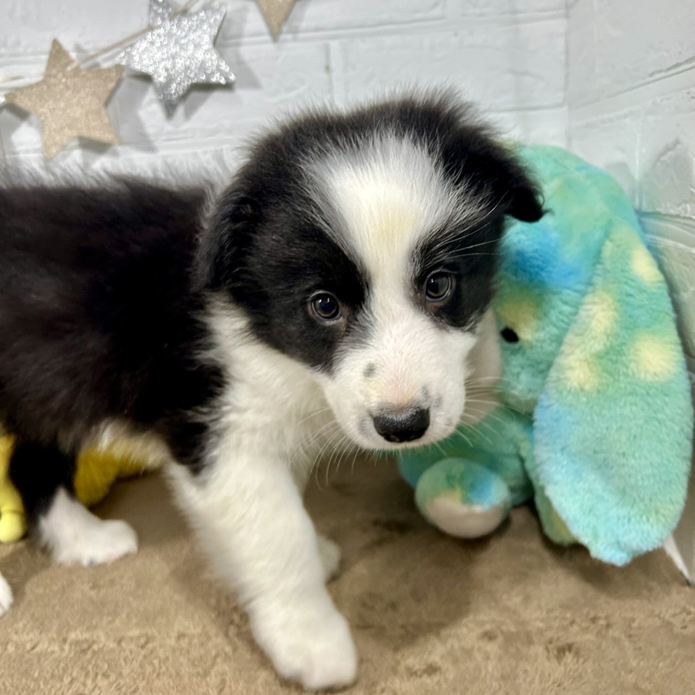 兵庫県のボーダーコリー (犬の家＆猫の里ニッケパークタウン加古川店/2025年8月29日生まれ/男の子/ブラックホワイト)の子犬の3枚目の画像