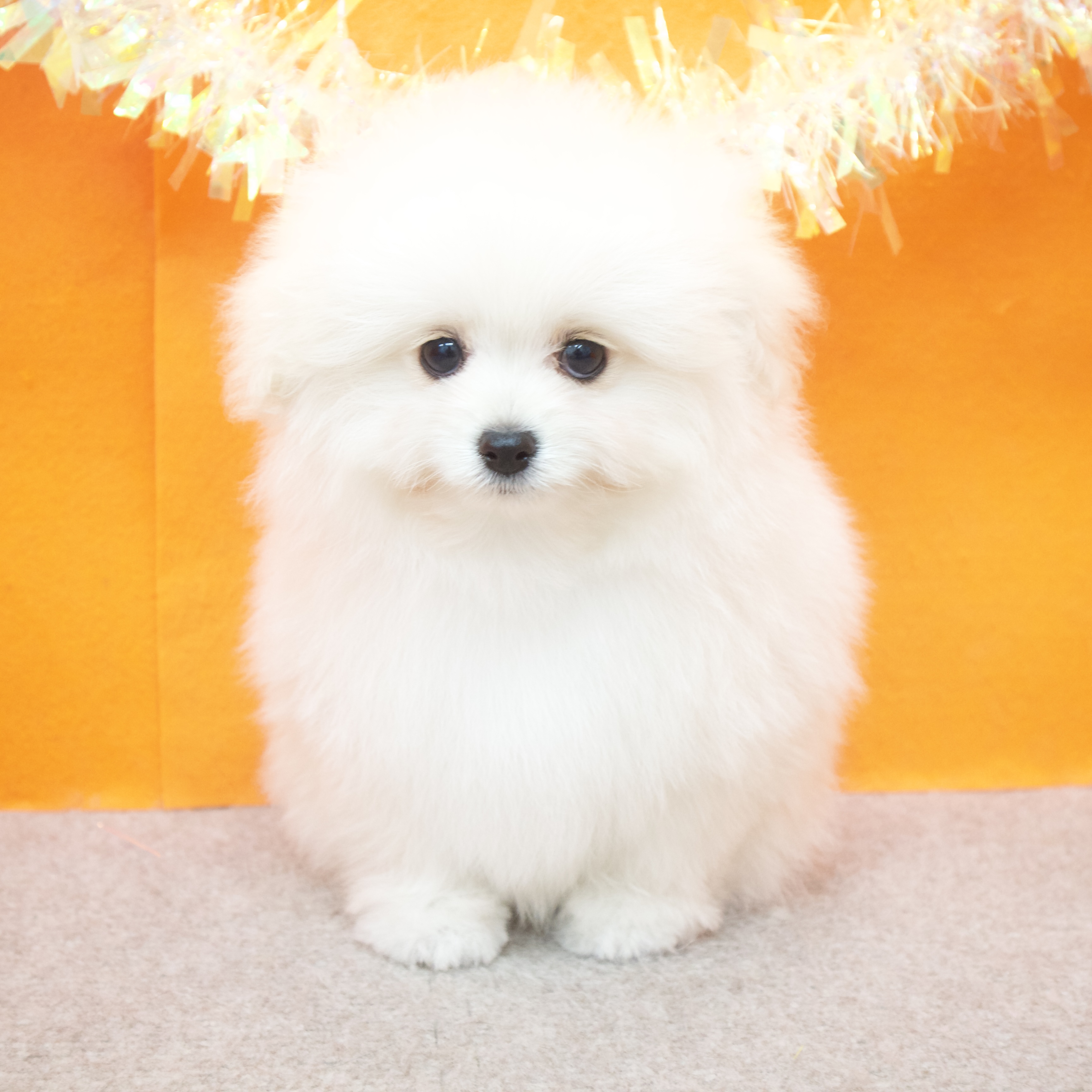 大阪府のポメプー(ポメラニアン×プードル) (犬の家＆猫の里吹田店/2025年10月7日生まれ/男の子/クリーム)の子犬の3枚目の画像