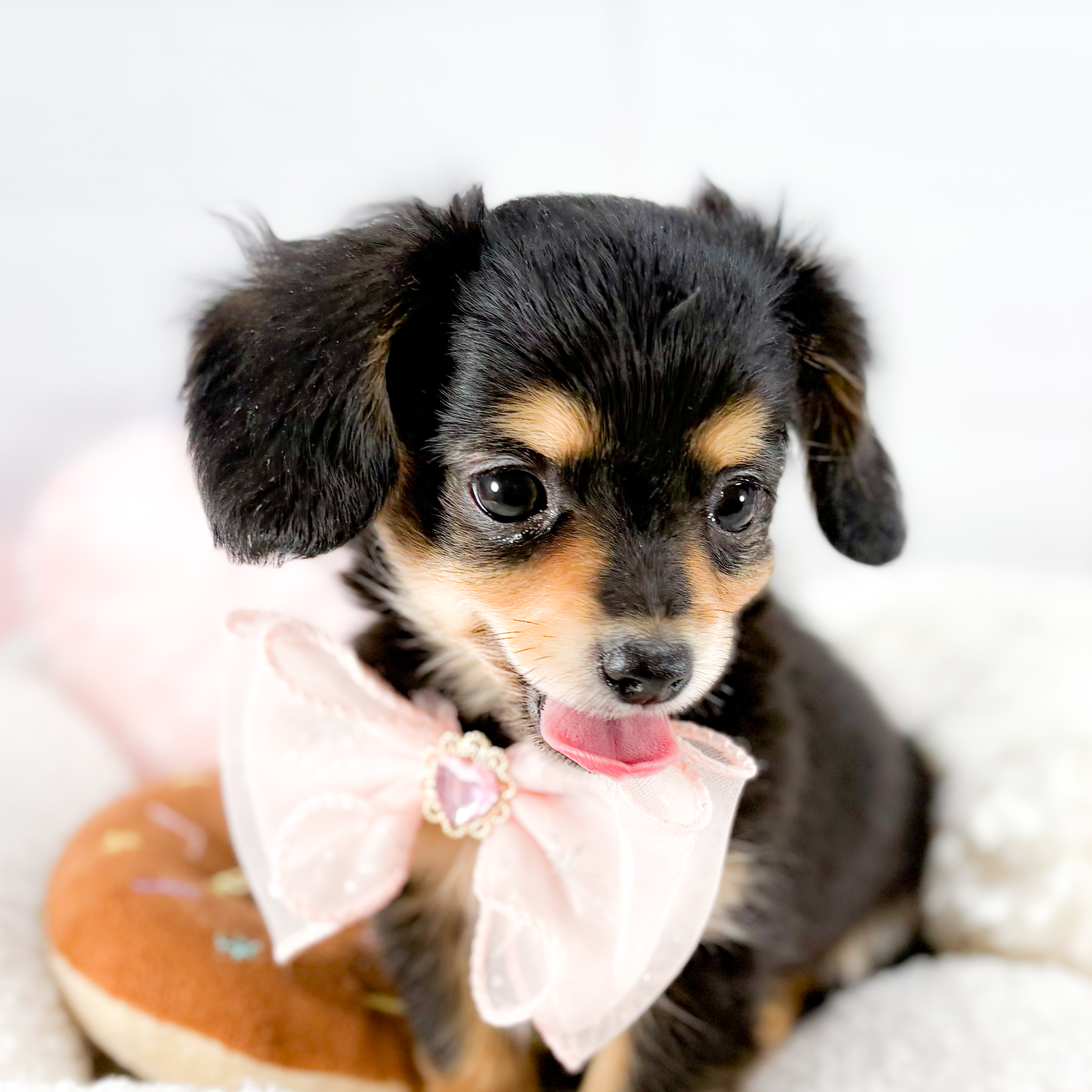 神奈川県のチワックス(チワワ×ダックス) (犬の家＆猫の里元住吉ブレーメン通り店/2025年9月11日生まれ/女の子/ブラックタン)の子犬の3枚目の画像