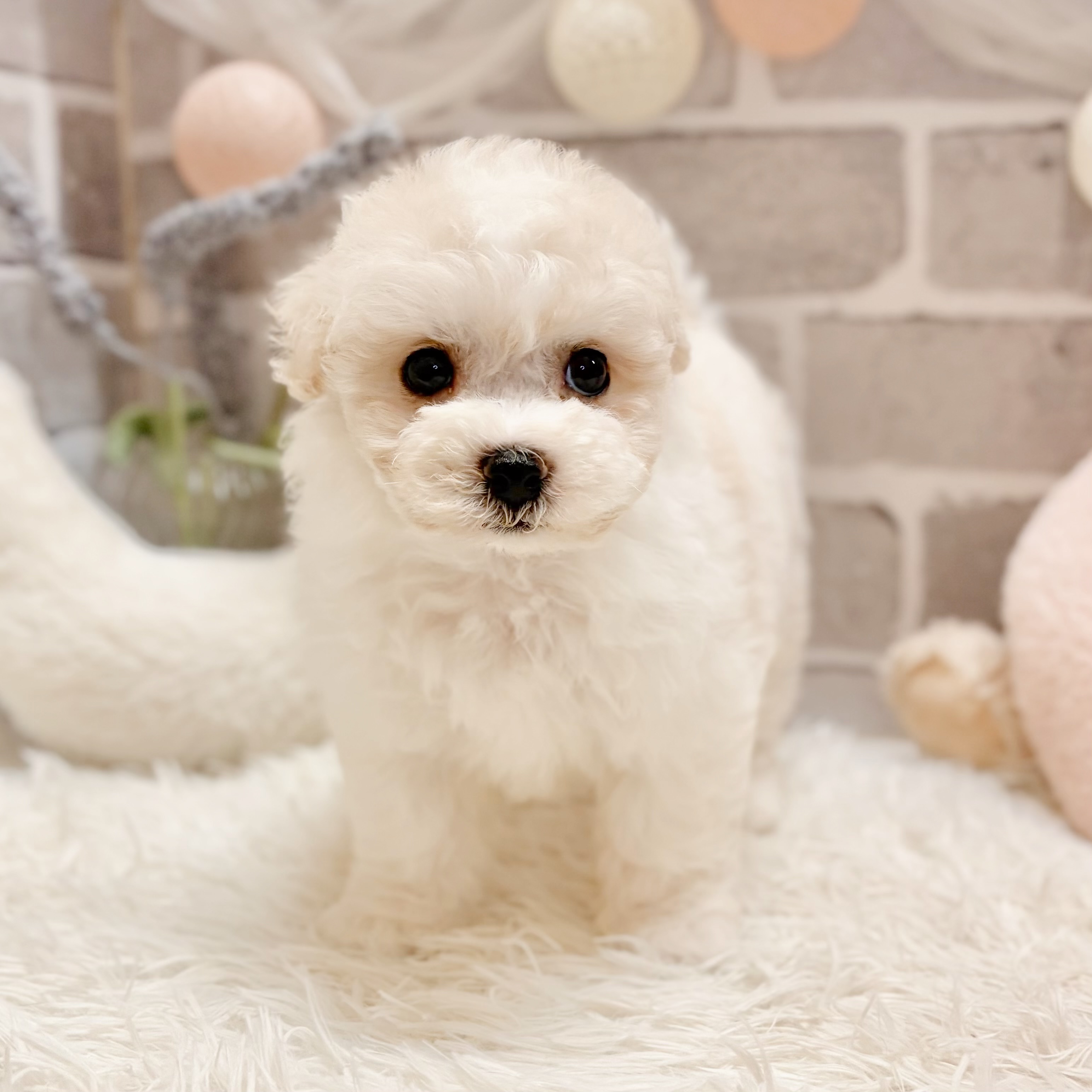 兵庫県のハーフ犬・ミックス犬 (犬の家＆猫の里神戸店/2026年5月23日生まれ/女の子/クリームホワイト)の子犬の3枚目の画像