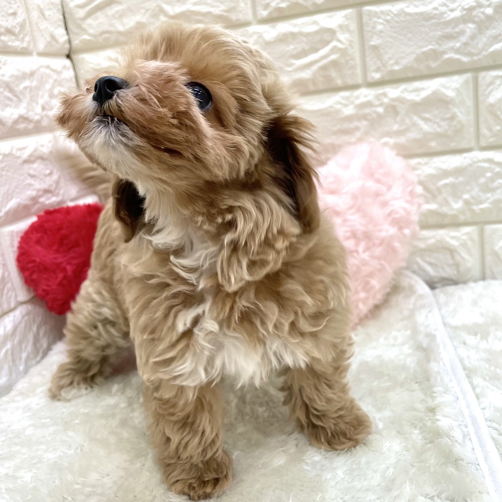 愛知県のマルプー(マルチーズ×プードル) (犬の家＆猫の里アミーゴ神の倉店/2026年6月26日生まれ/女の子/アプリコットホワイト)の子犬の3枚目の画像