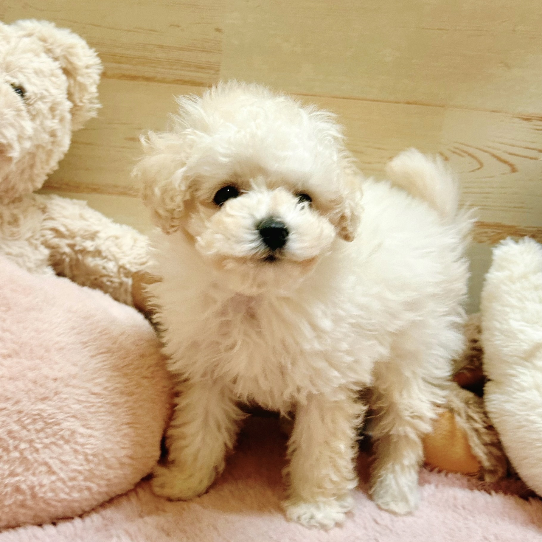 兵庫県のトイプードル(ティーカップ) (犬の家＆猫の里神戸店/2025年10月30日生まれ/男の子/ペールフォーン)の子犬の3枚目の画像