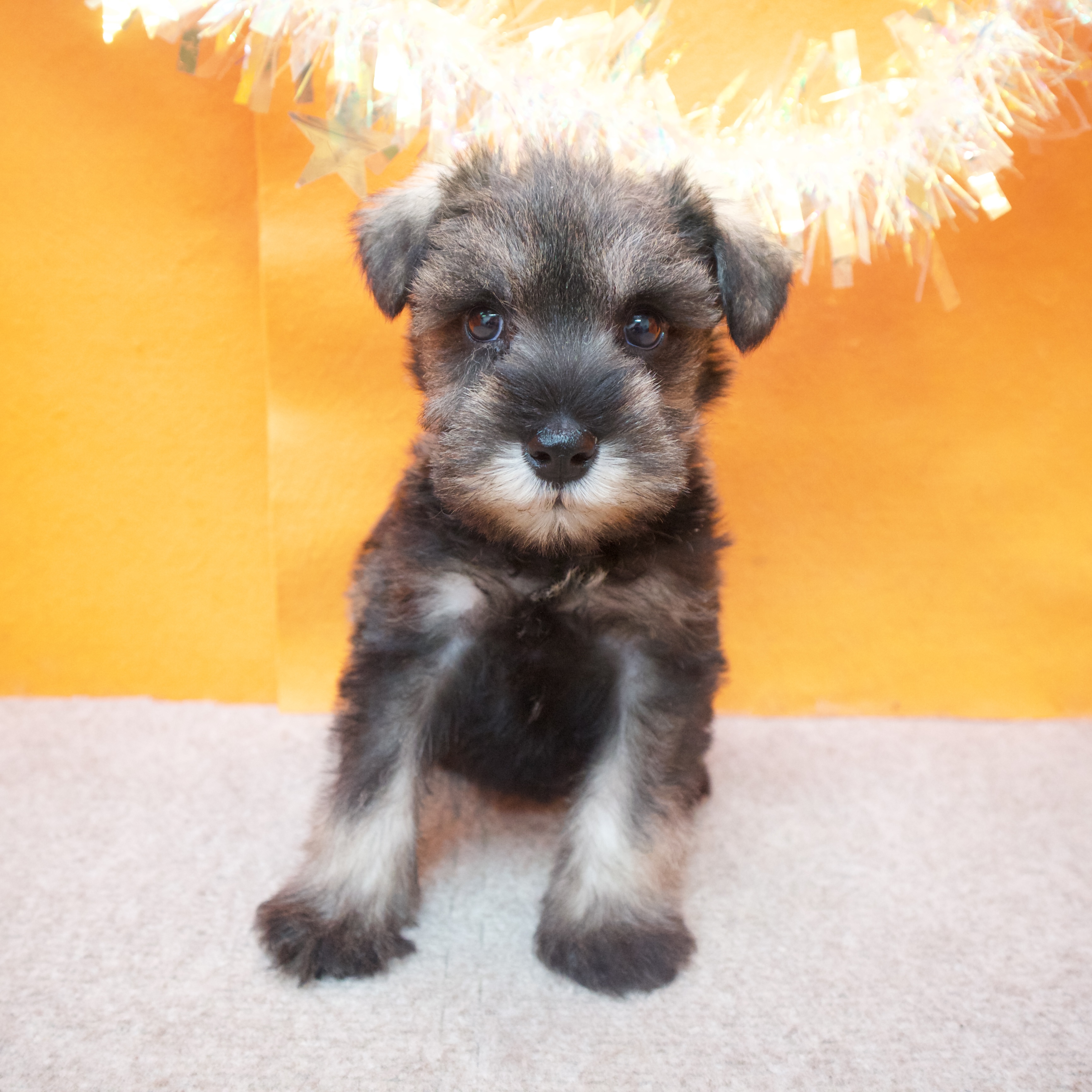 大阪府のミニチュアシュナウザー (犬の家＆猫の里吹田店/2025年10月25日生まれ/男の子/ソルトペッパー)の子犬の3枚目の画像