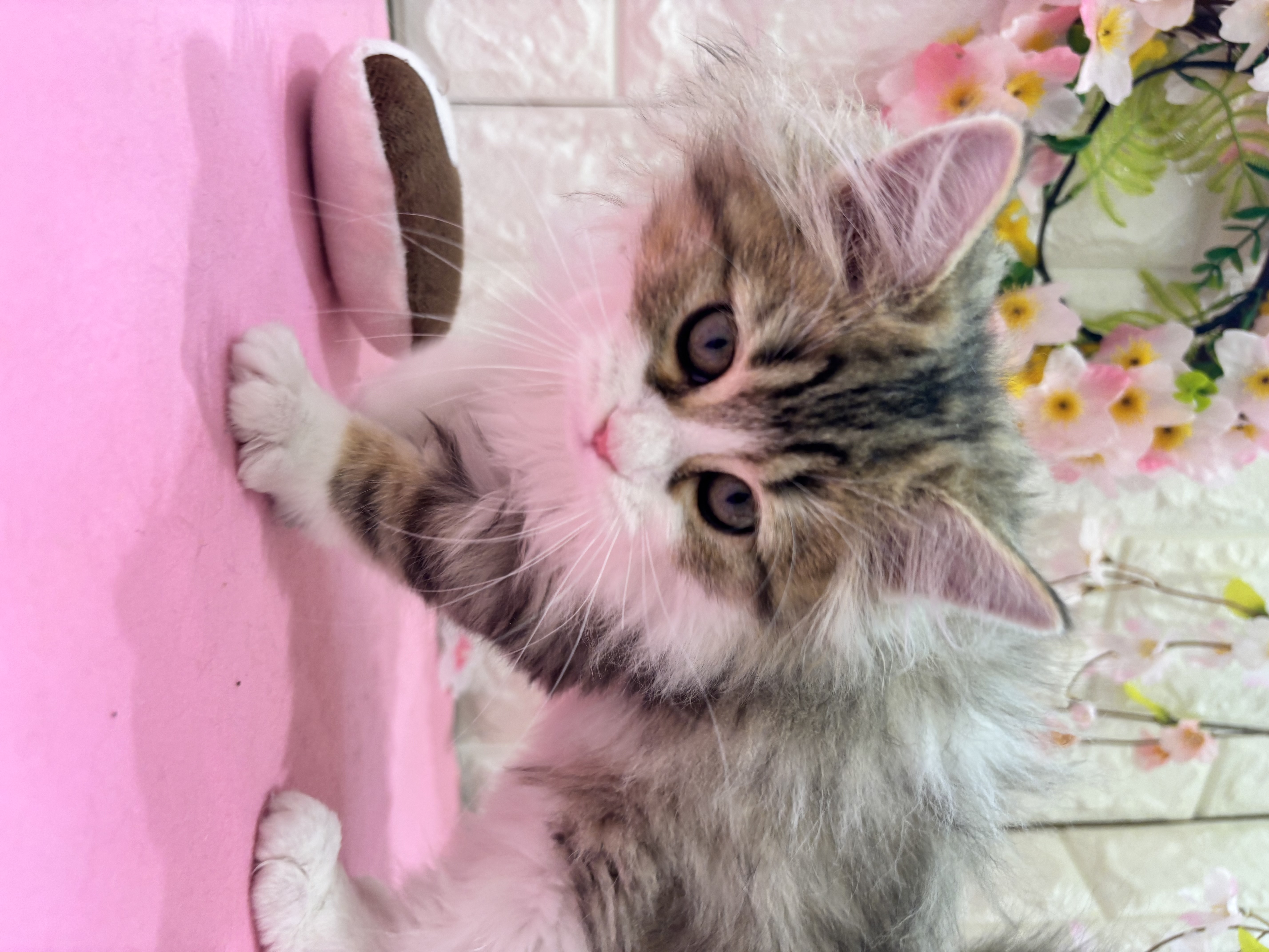 岡山県のマンチカン (犬の家＆猫の里倉敷店/2025年11月20日生まれ/女の子/ブラウンタビーホワイト)の子猫の3枚目の画像