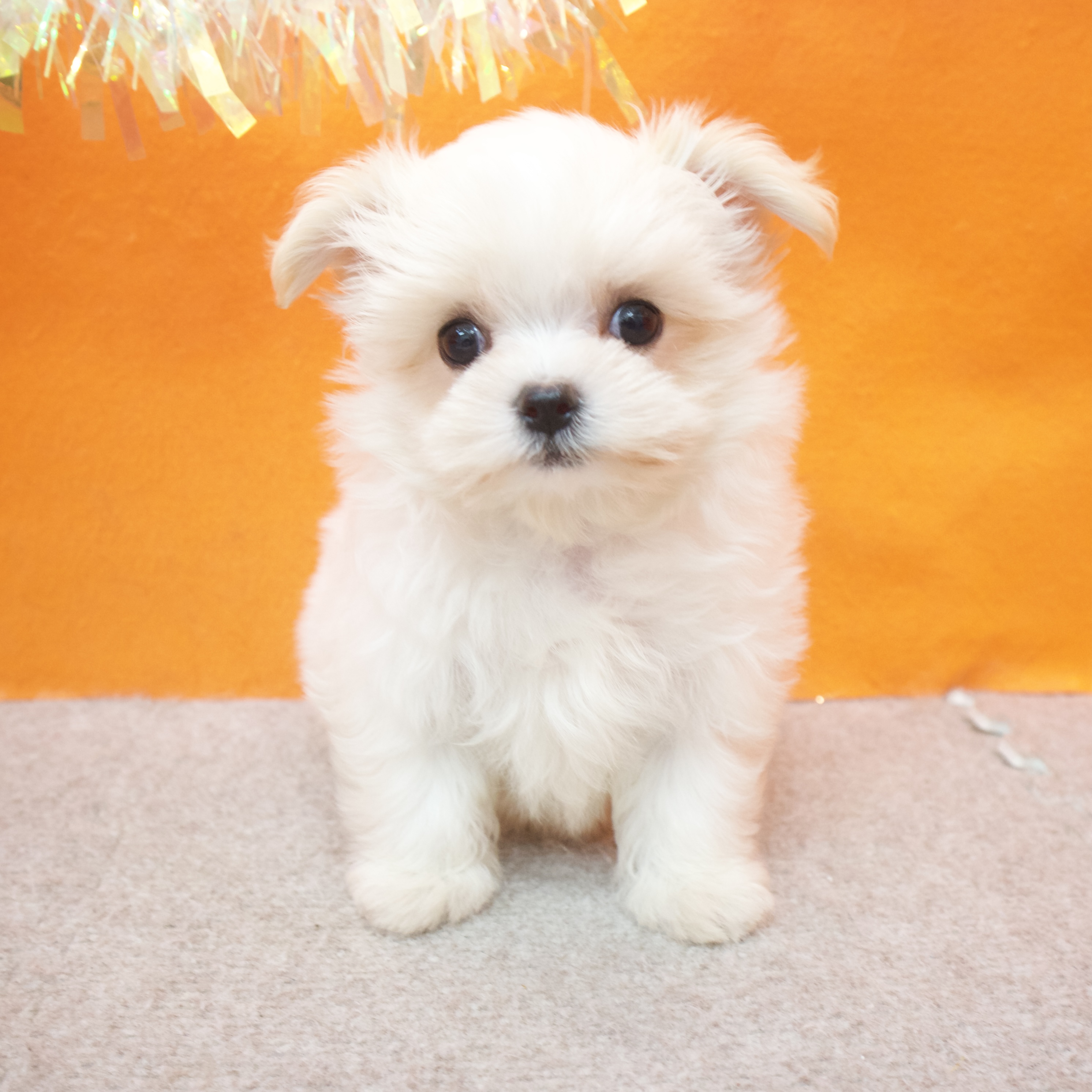 大阪府のチワマル/マルチワ(チワワ×マルチーズ) (犬の家＆猫の里吹田店/2025年10月25日生まれ/女の子/ホワイトクリーム)の子犬の3枚目の画像
